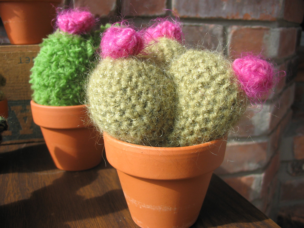 cactus_trio.jpg