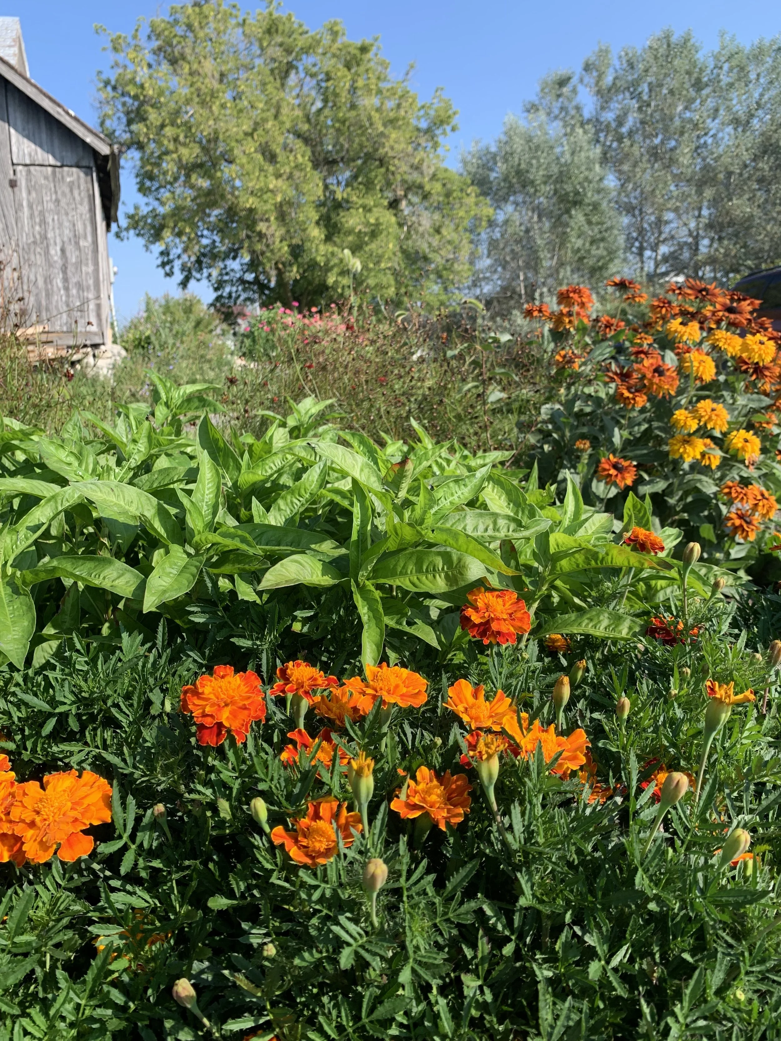 marigold.jpg