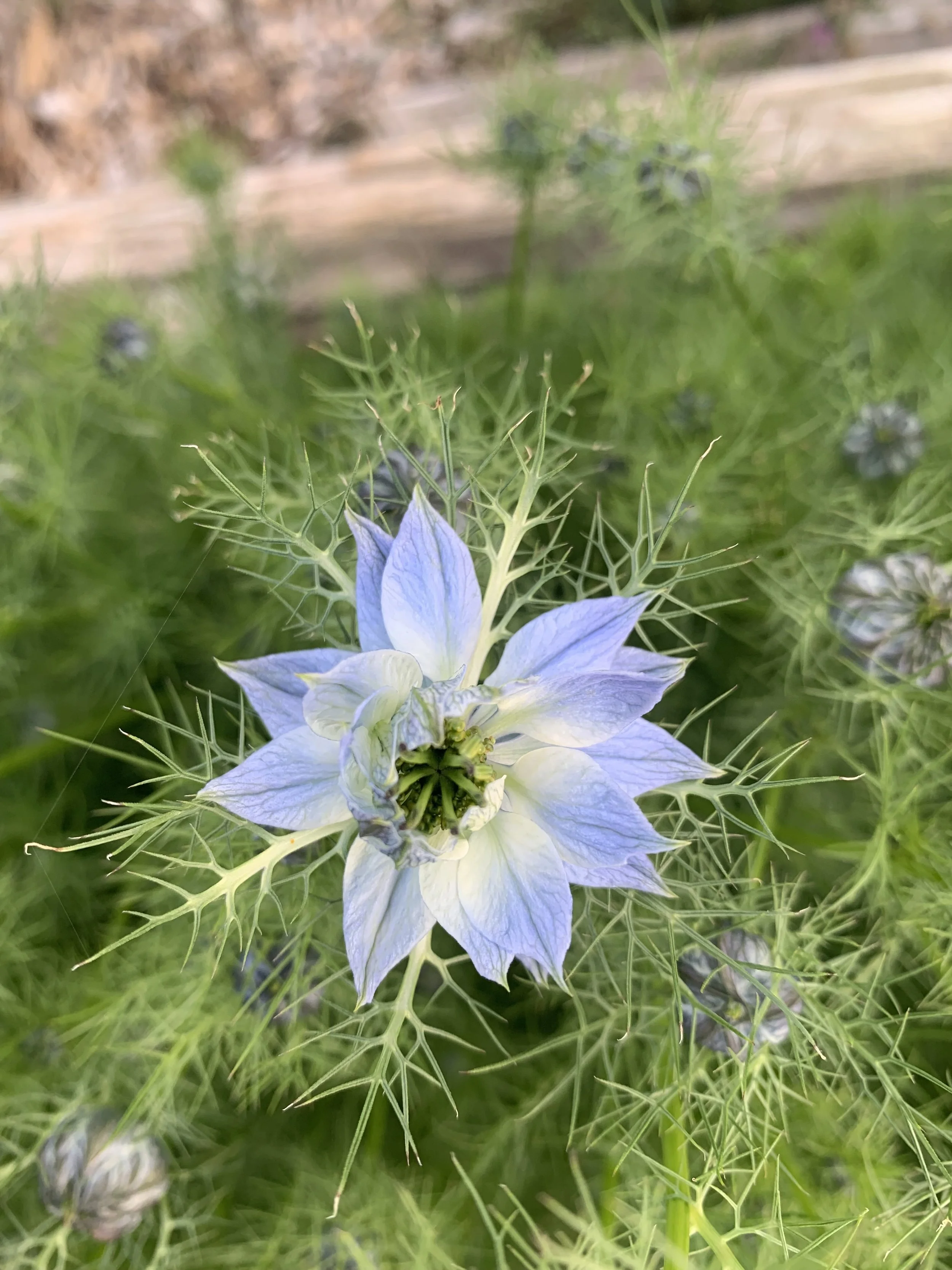 nigella.jpg