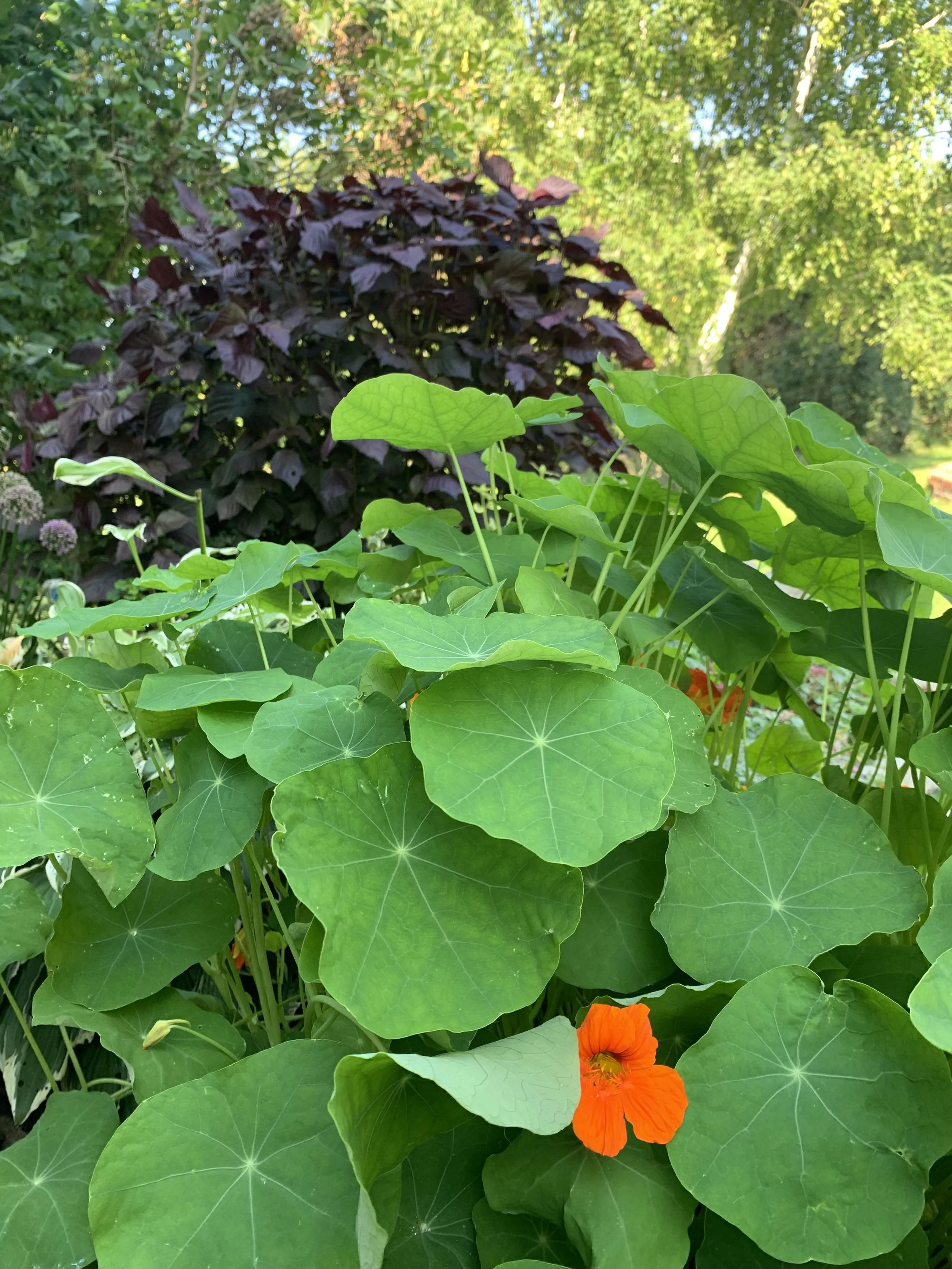 nasturtium5.jpg