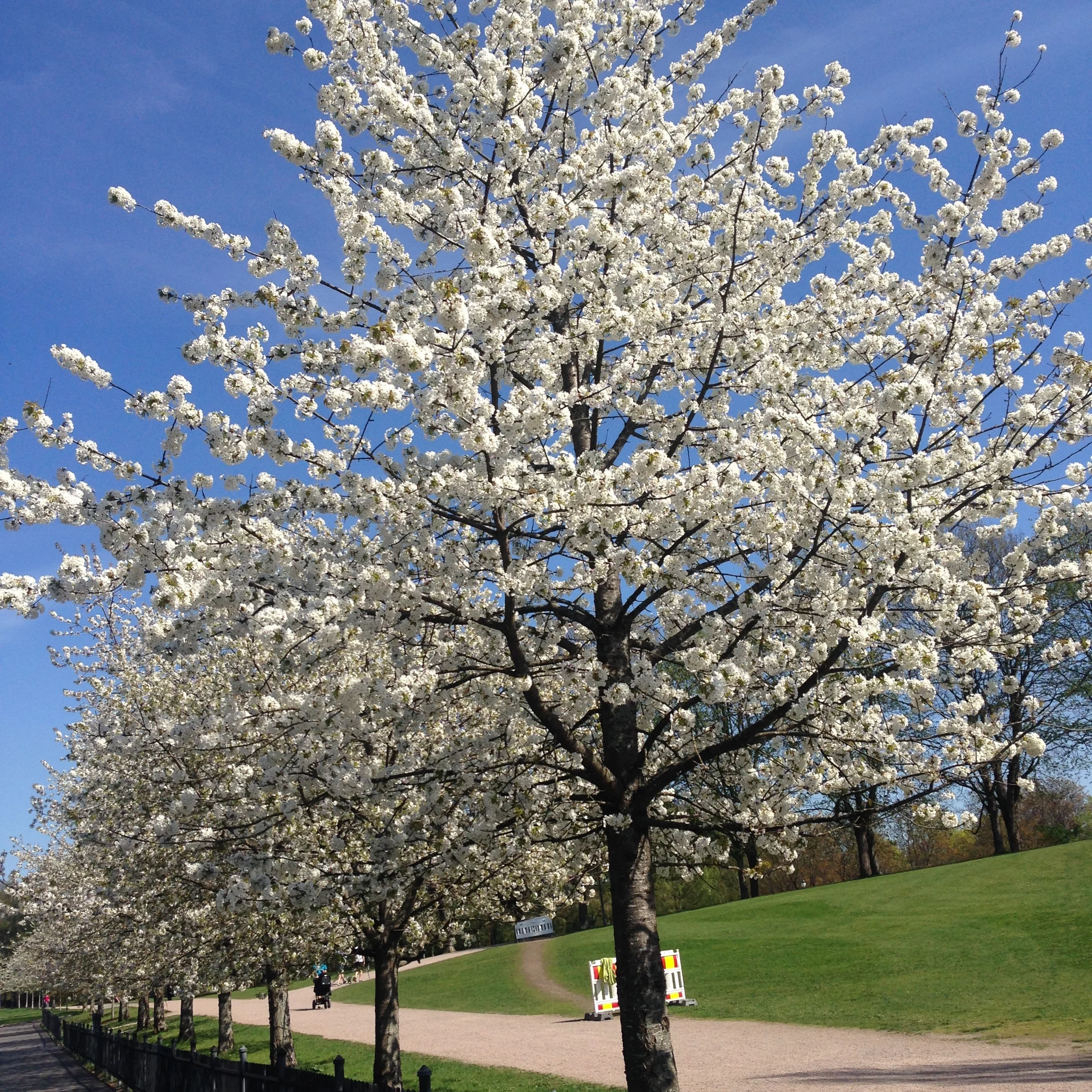 Tror kanskje jeg hater den der stafetten