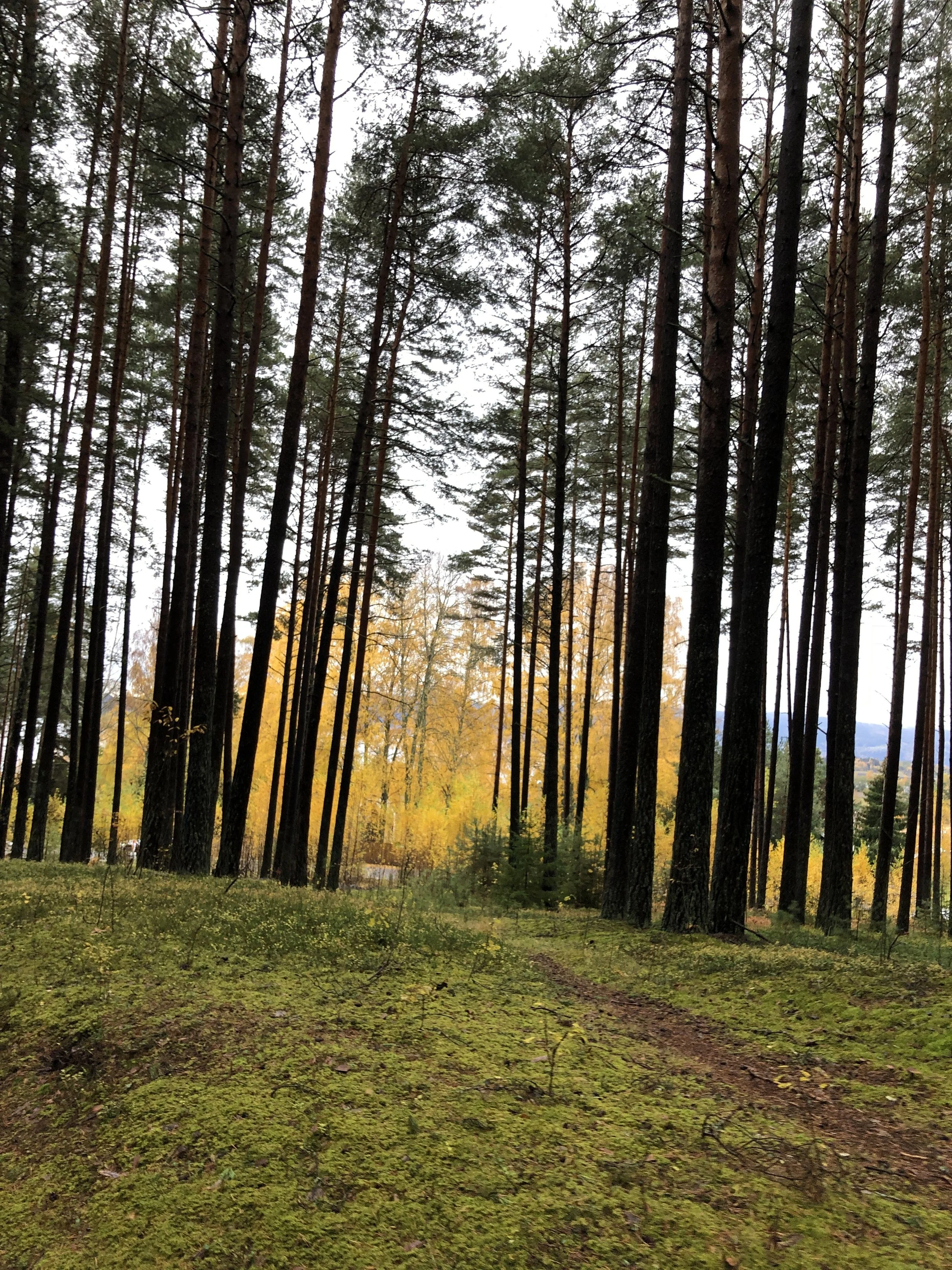 Hytteplanmila med ny pers!