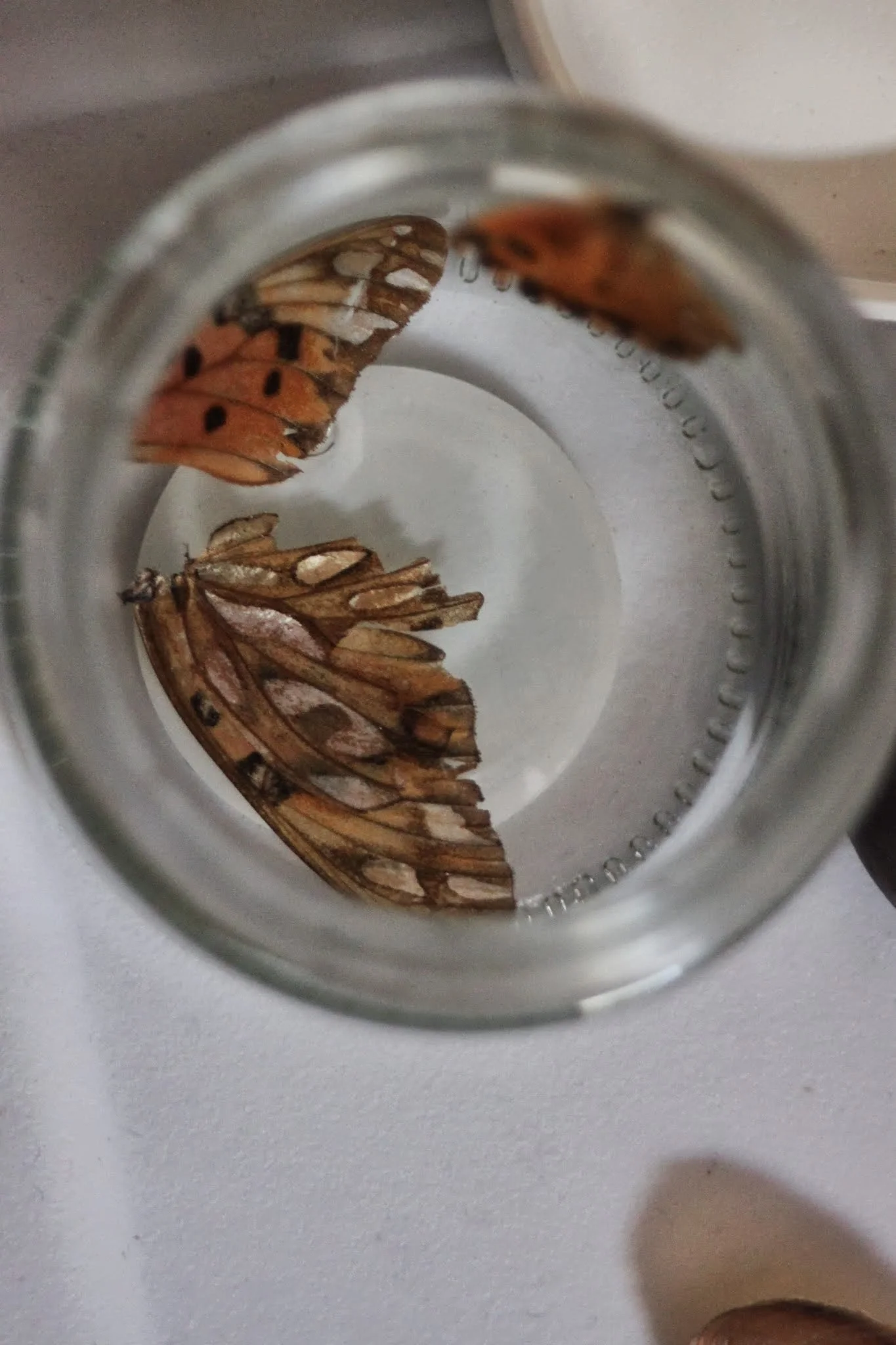 bahamian butterfly wings.jpg