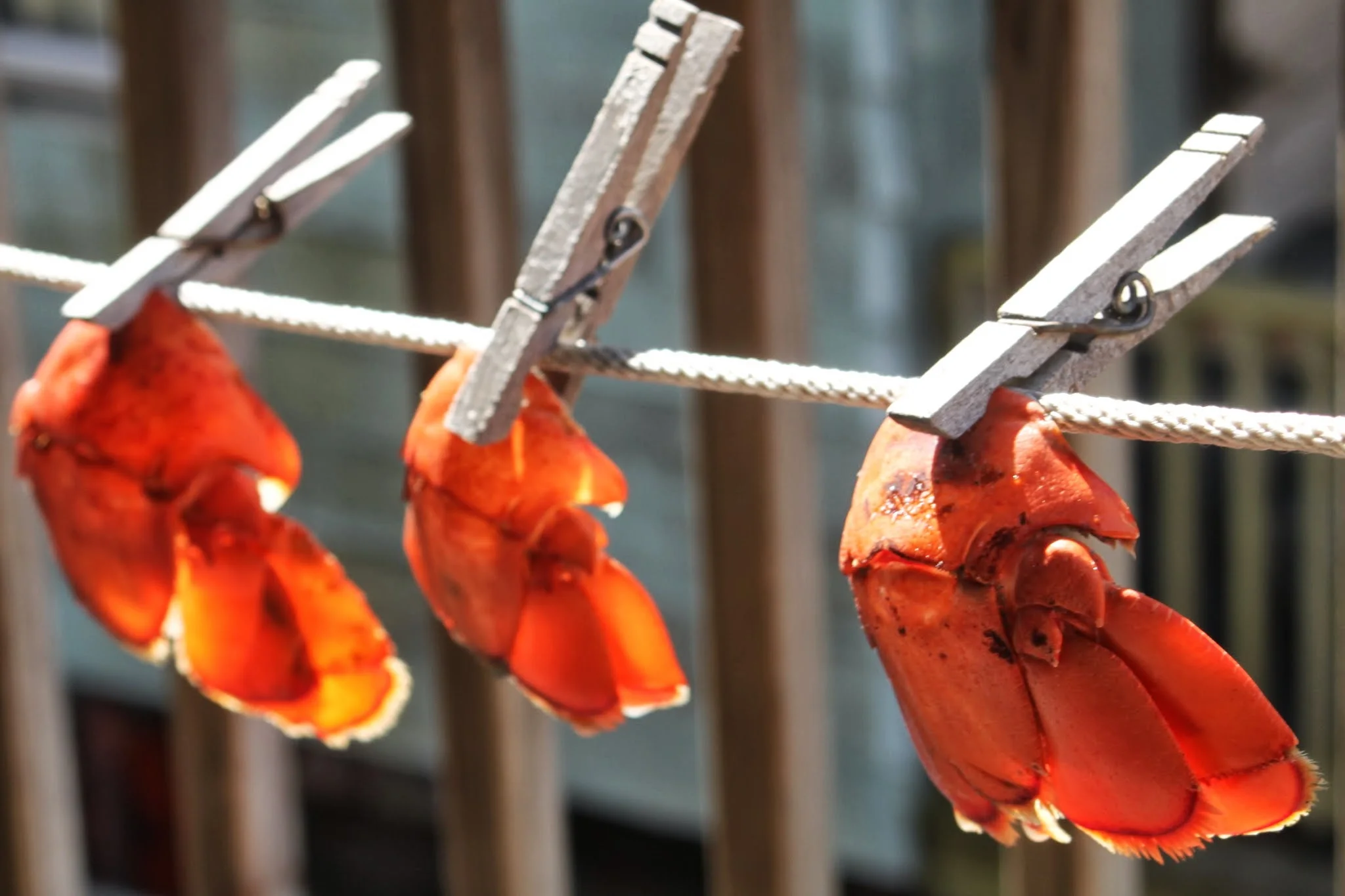 lobstah tails on the line.jpg