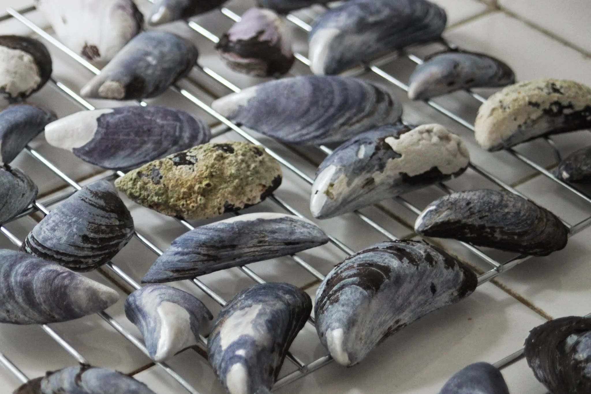 muscle shells on drying rack.jpg