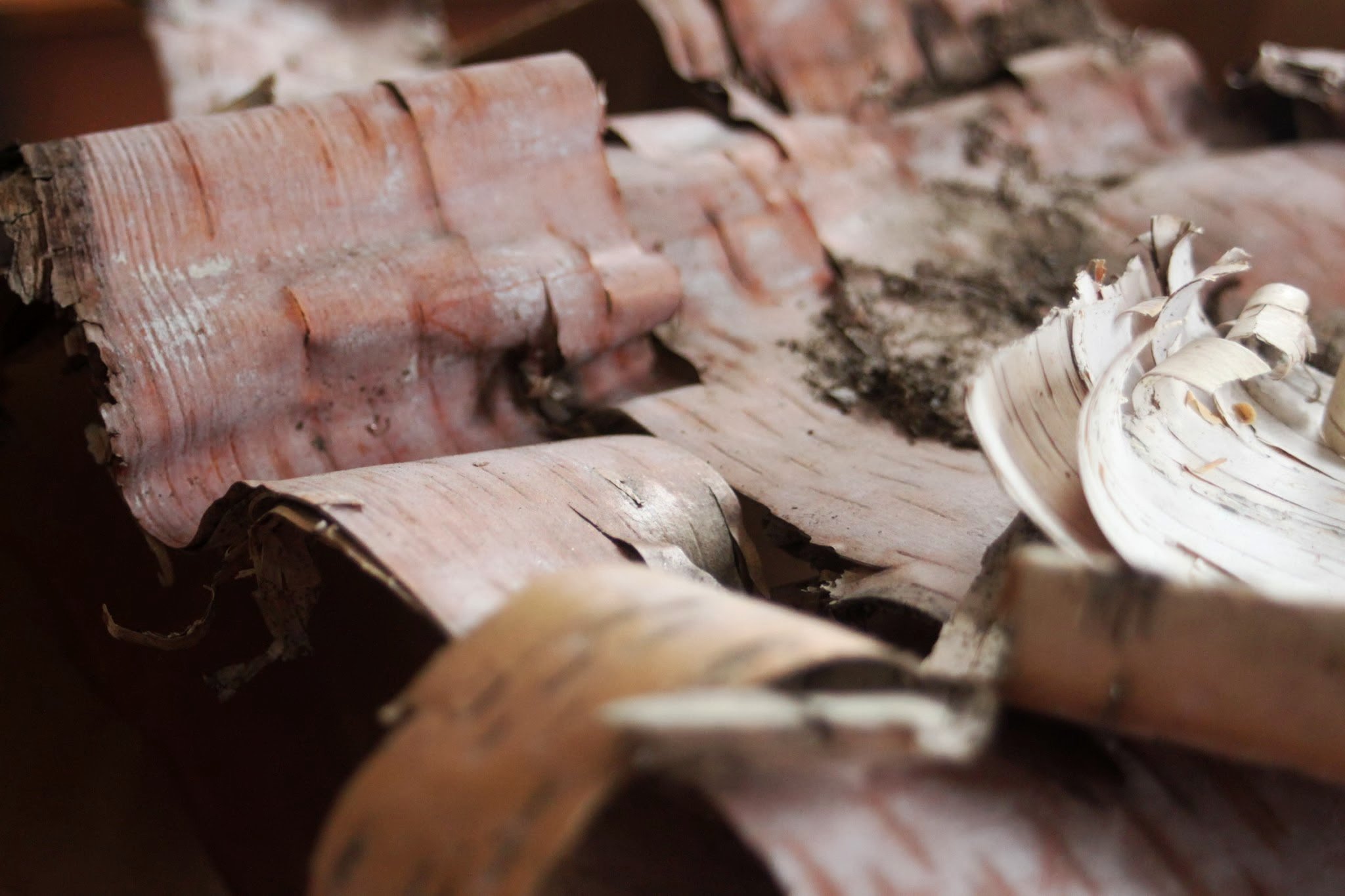 pile of bark.jpg