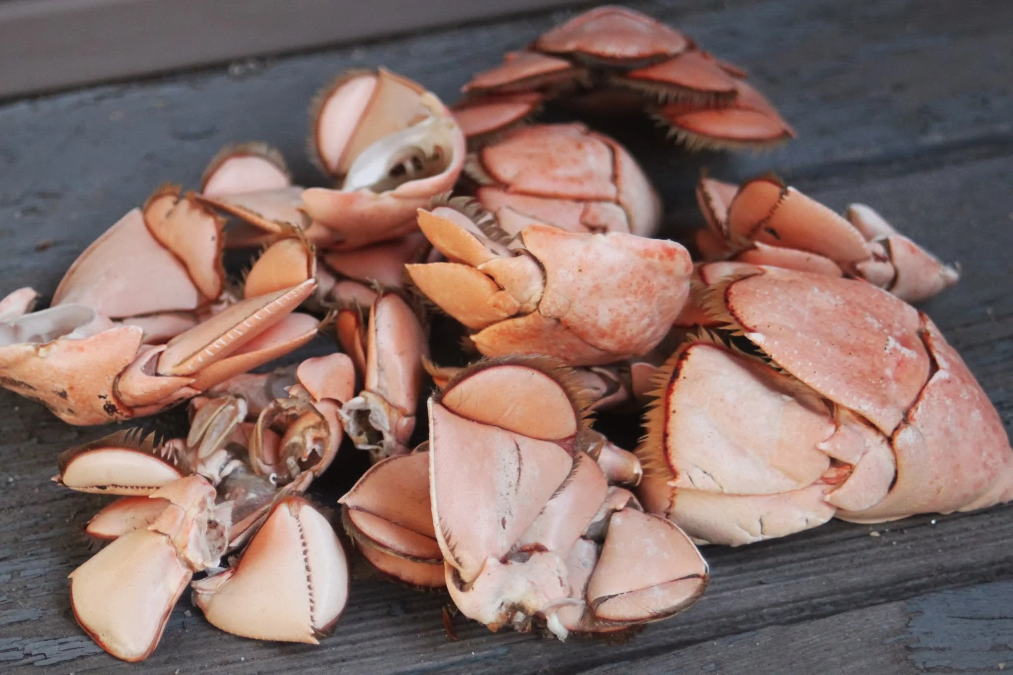 pile of lobstah tails.jpg