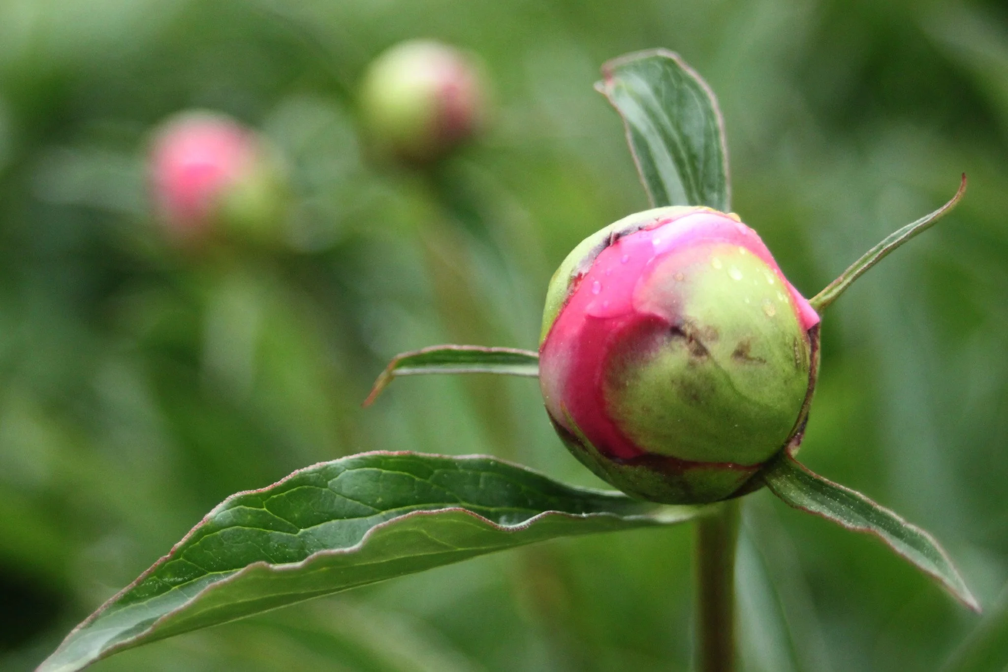 peonies.jpg