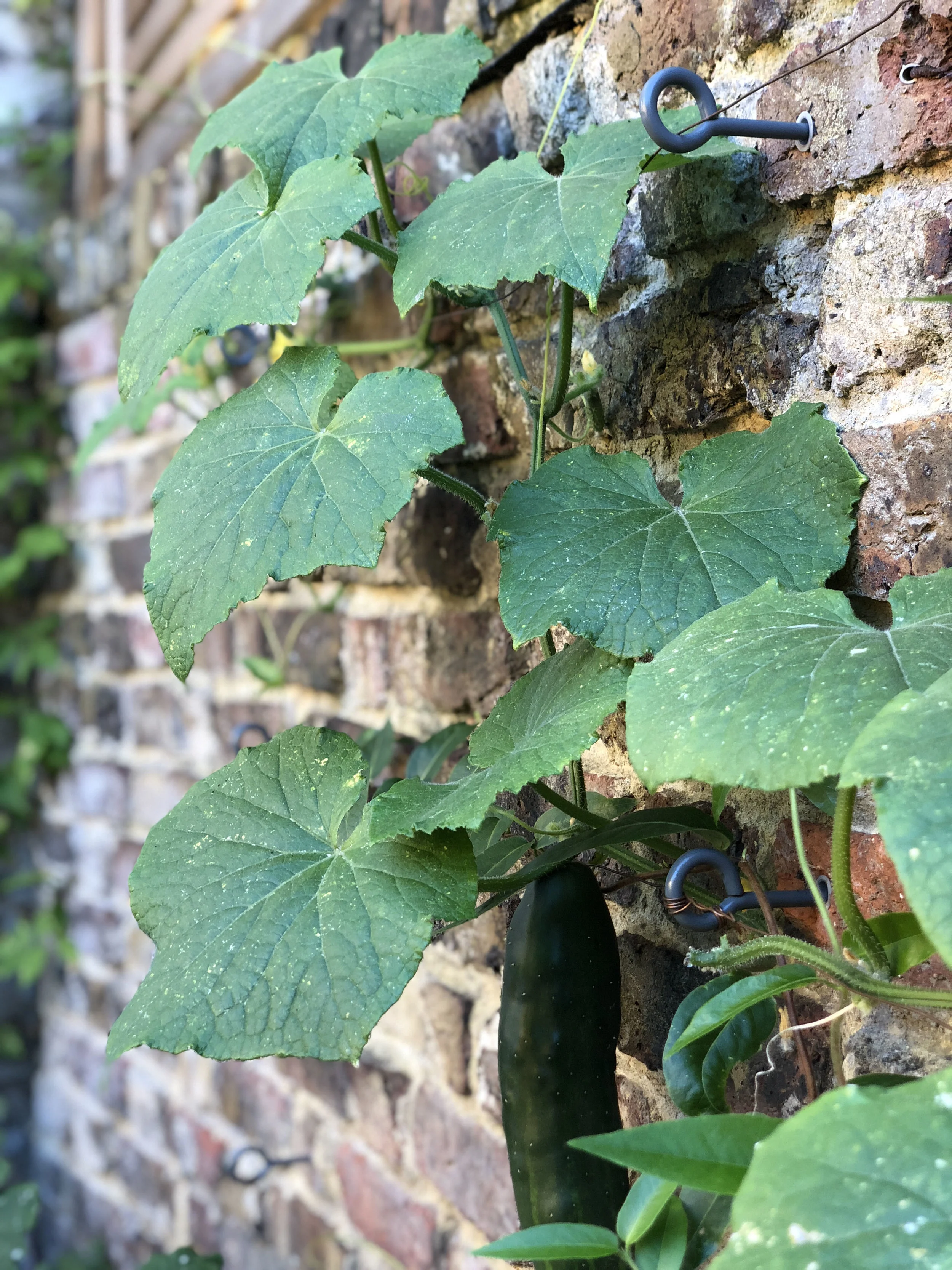 Garden Wall Tie for training climbing plants