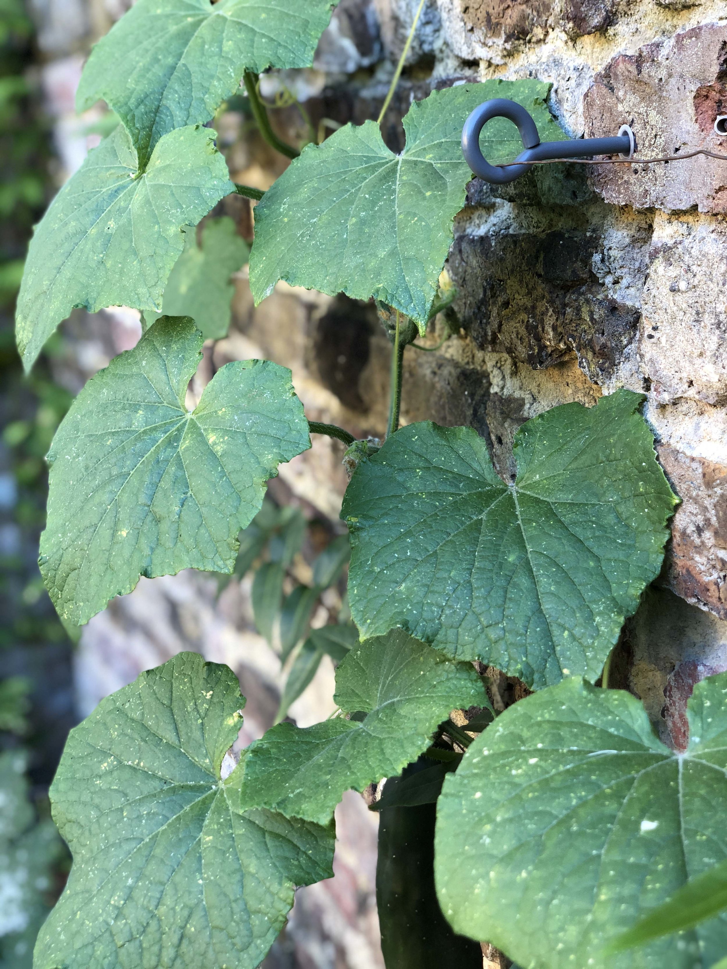 Garden Wall Tie for plant wiring
