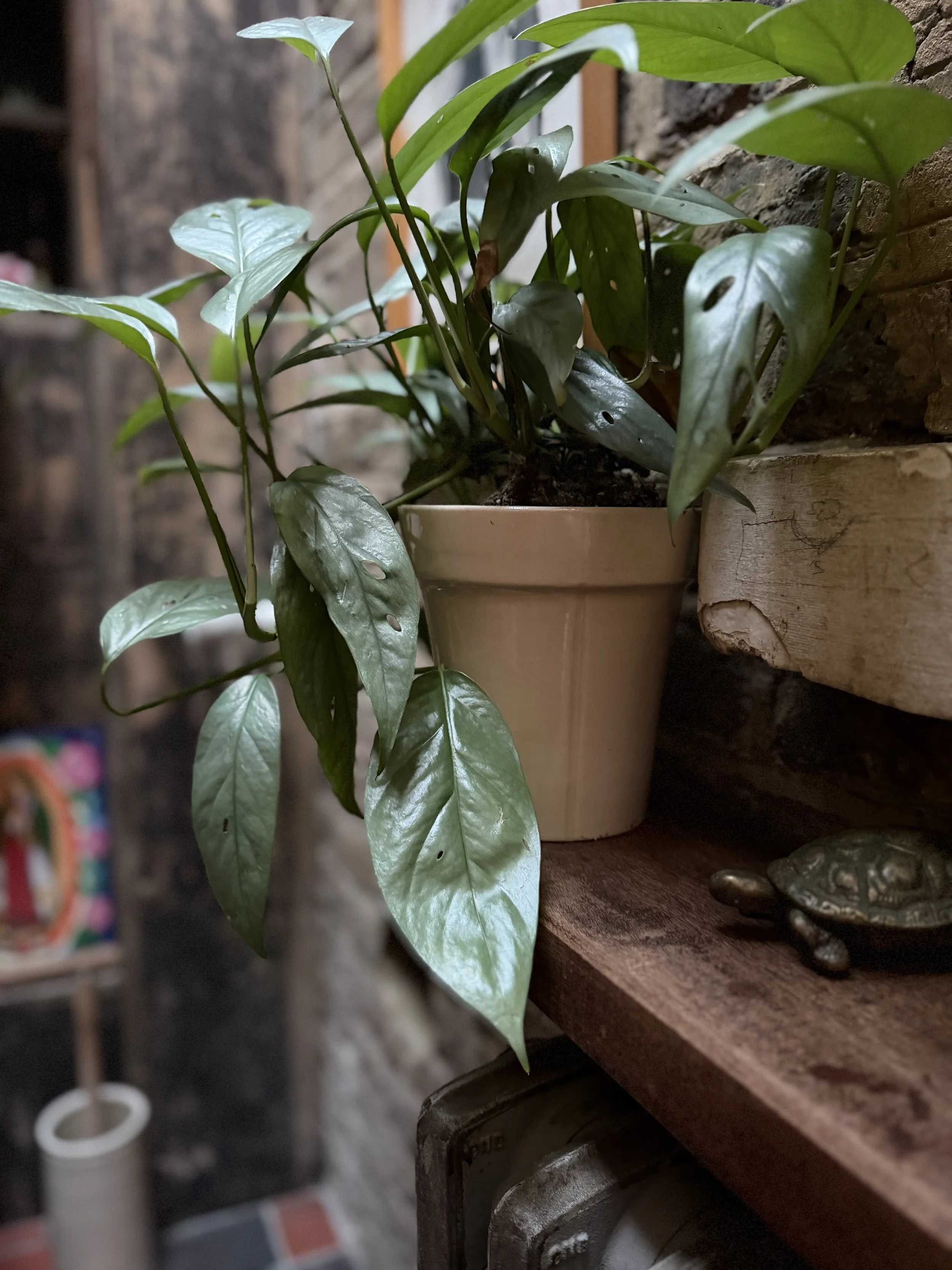The House Pot – Stoneware Plant Pot – Mark Lewis – 03.jpg