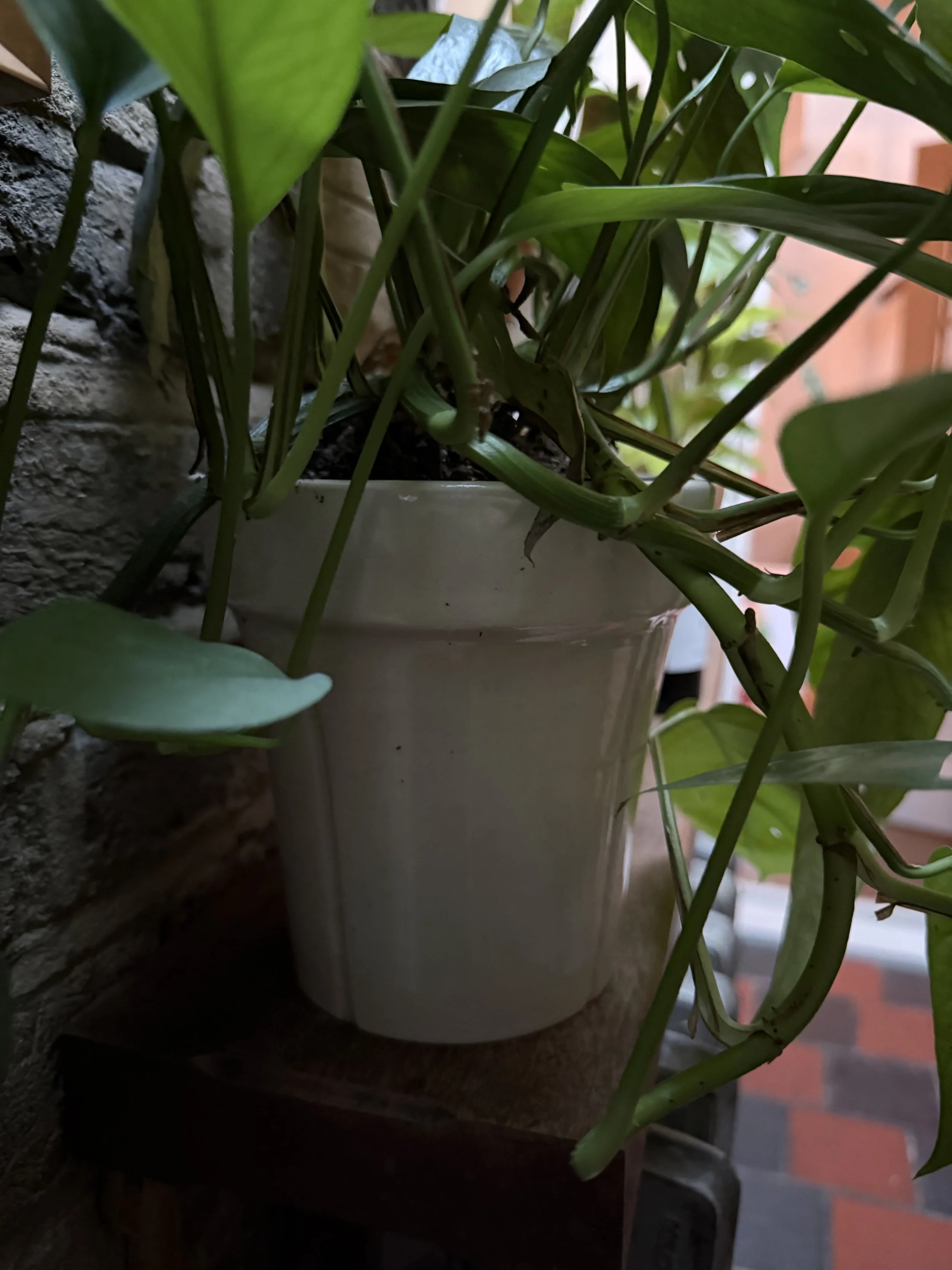 The House Pot – Stoneware Plant Pot – Mark Lewis – 05.jpg