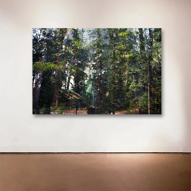 Forest Walk 4 , 2013 Medium: Archival UltraChrome Inkjet Print Dimensions and Edition Size: 20 x 30", Edition of 30 | 28 x 42", Edition of 15 | 43 x 64.5", Edition of 7