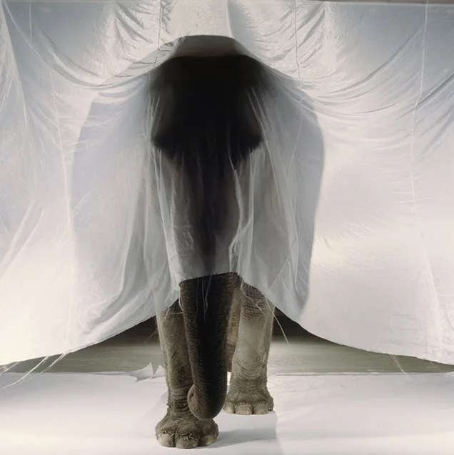 balog_survivors_asian-elephant.jpg