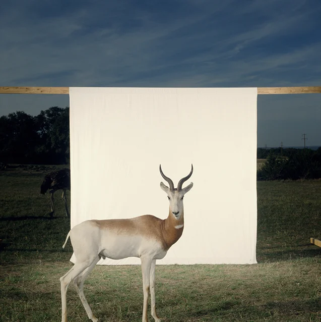 balog_survivors_dama-gazelle.jpg