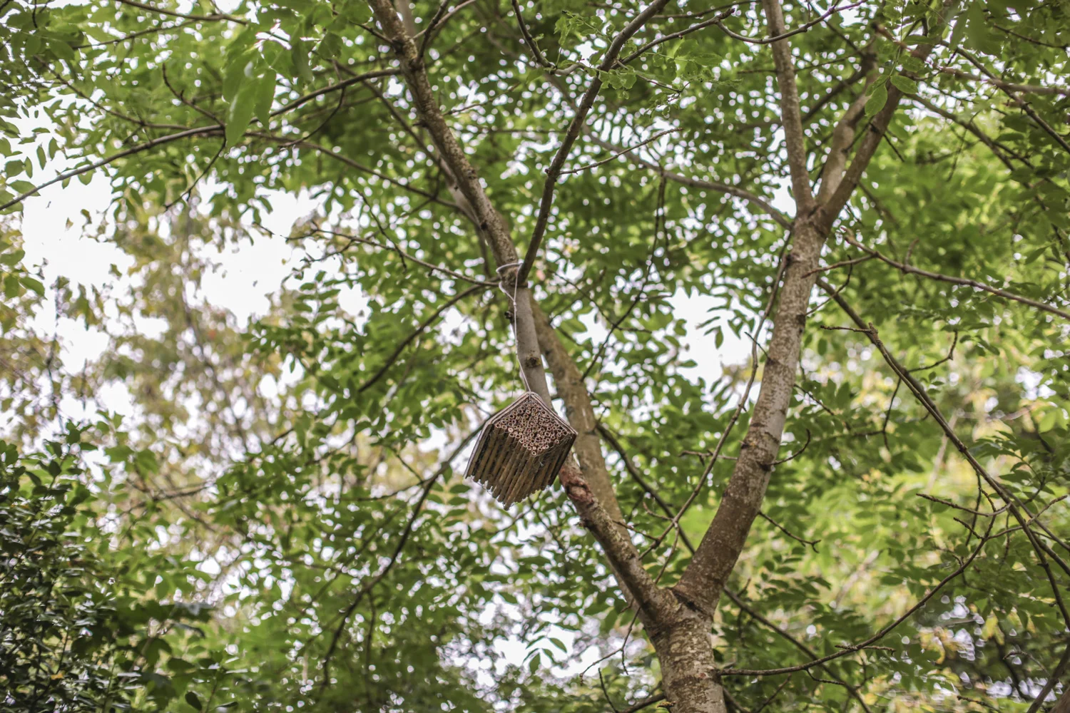 The Bee Library — HANNAH DEVEREUX