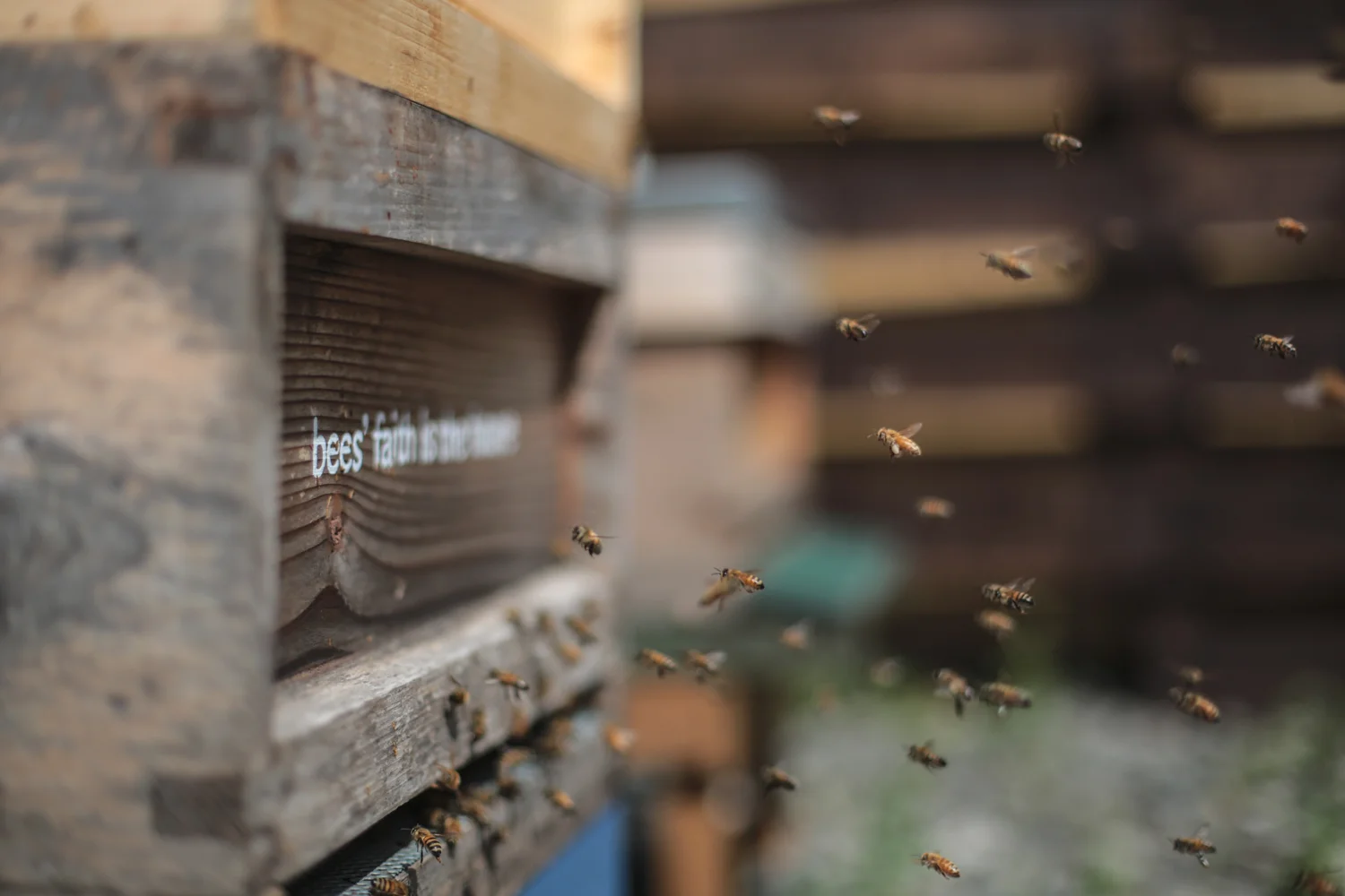 The Bee Library — HANNAH DEVEREUX