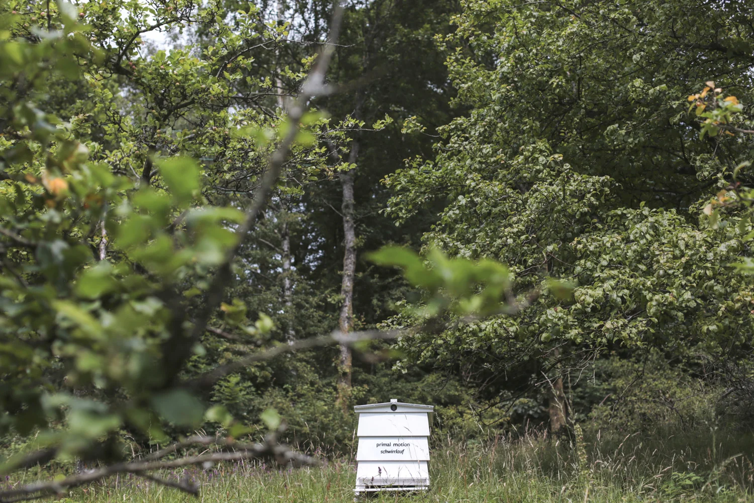 The Bee Library — HANNAH DEVEREUX