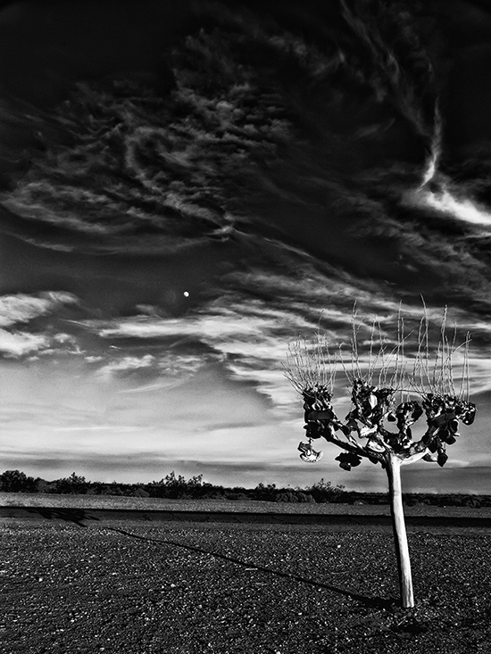 Sneaker Tree at Moonrise