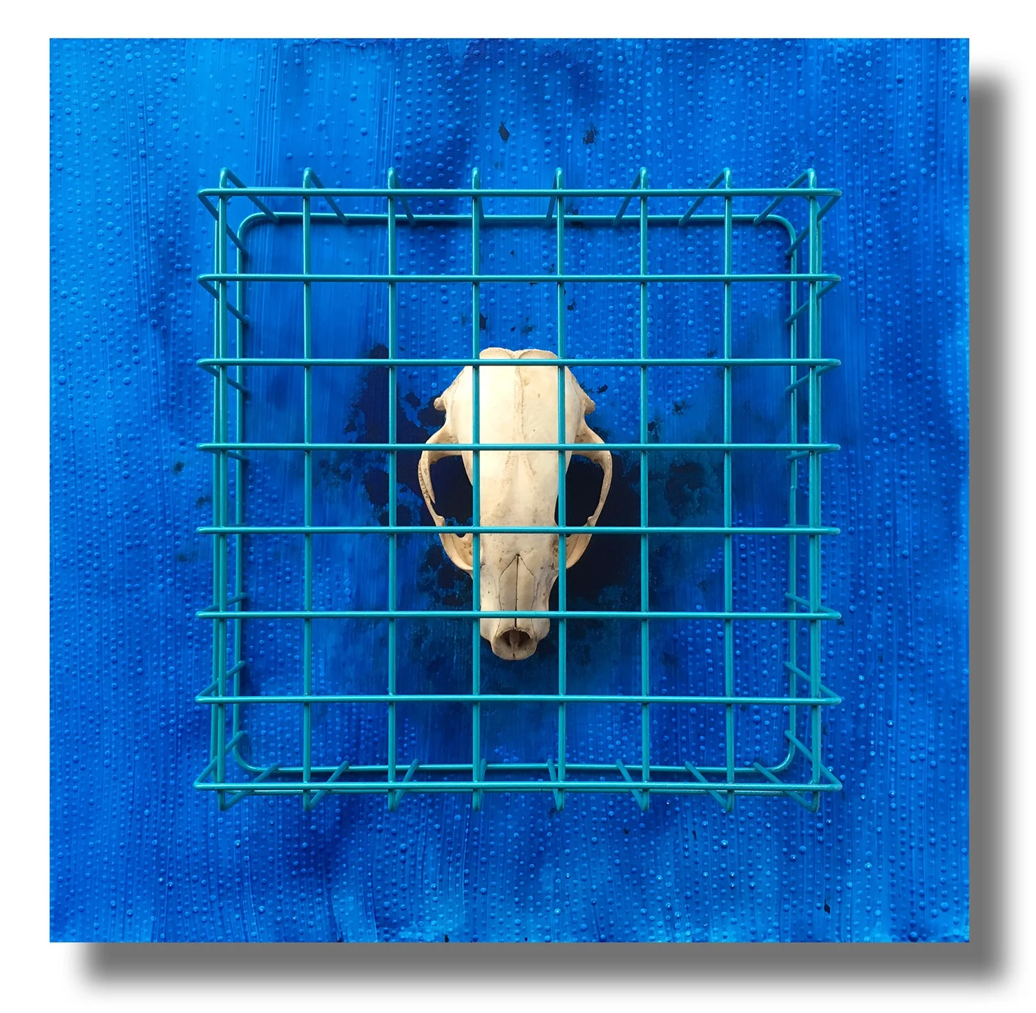 Blue #8 - Endangered, Caged and Extinct Blue Mood