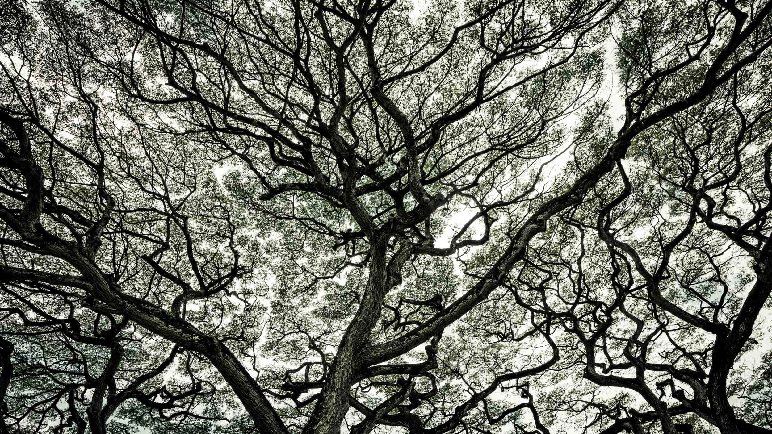 Mature Trees