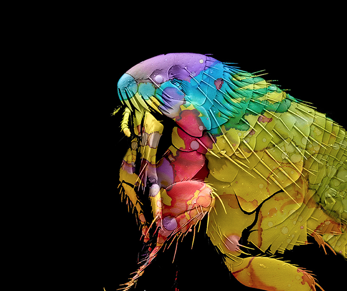 Flea Fun