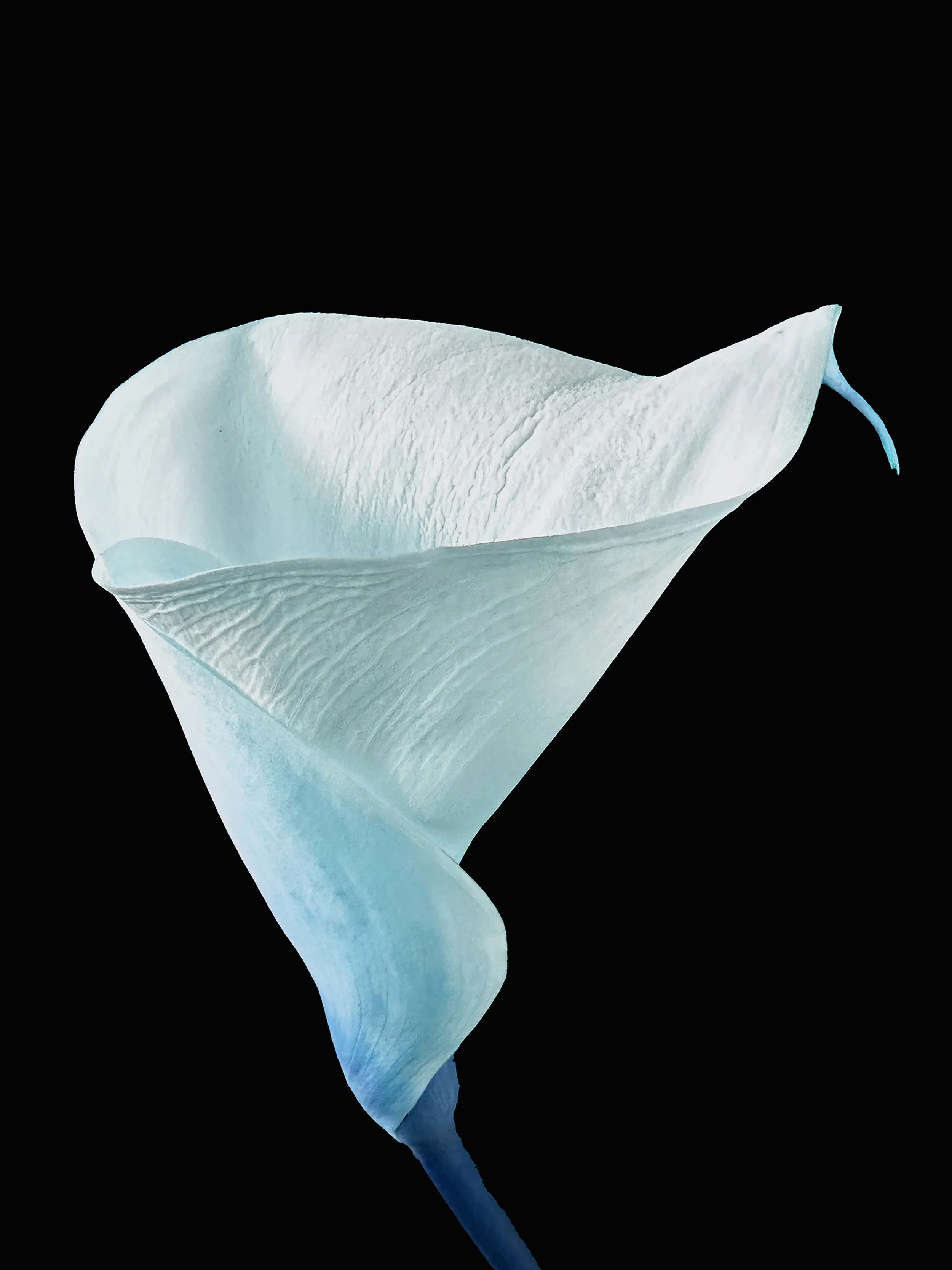 Calla Lily.jpg