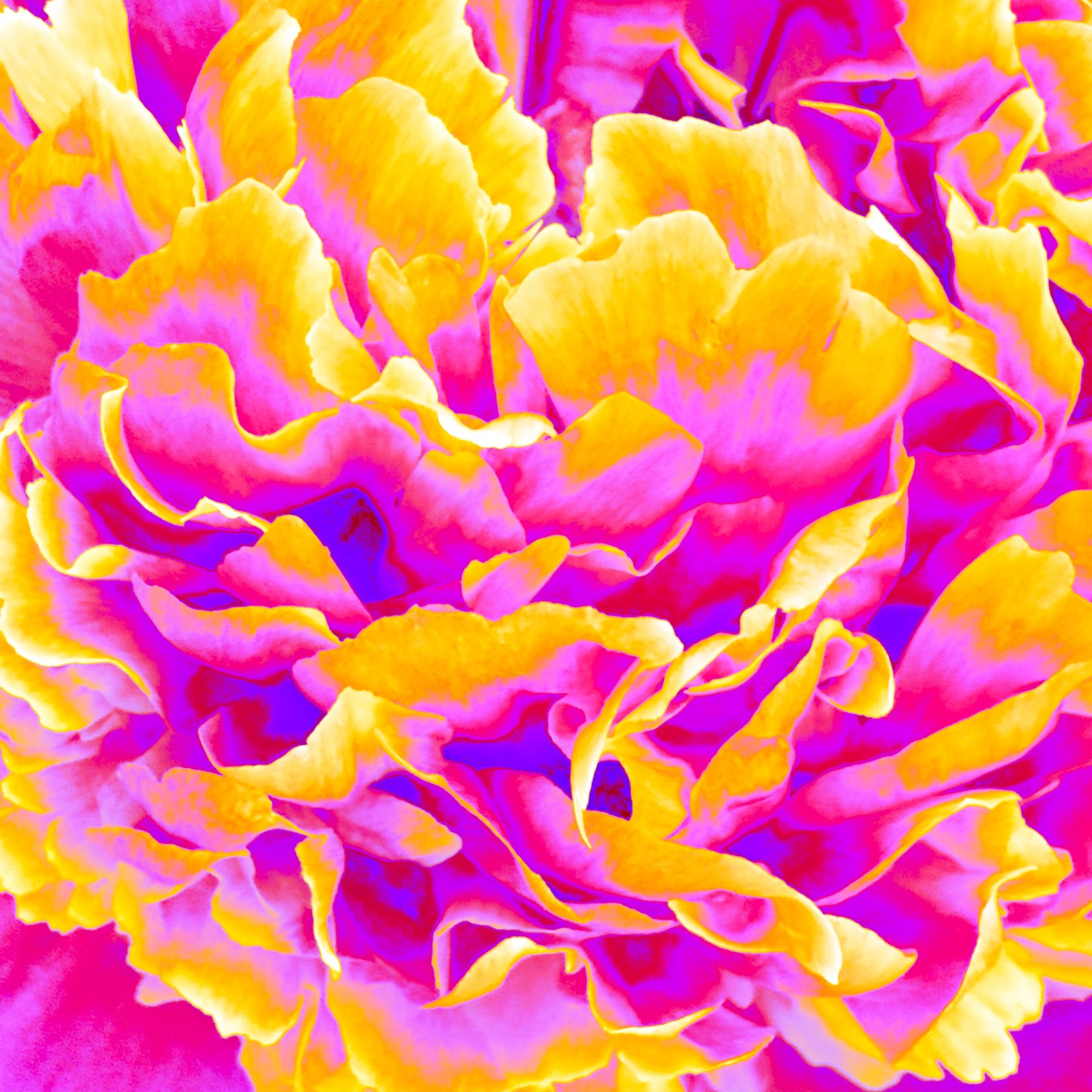 Pamela Beck_T1-Peonies in Paris Soleil 40x40.jpg