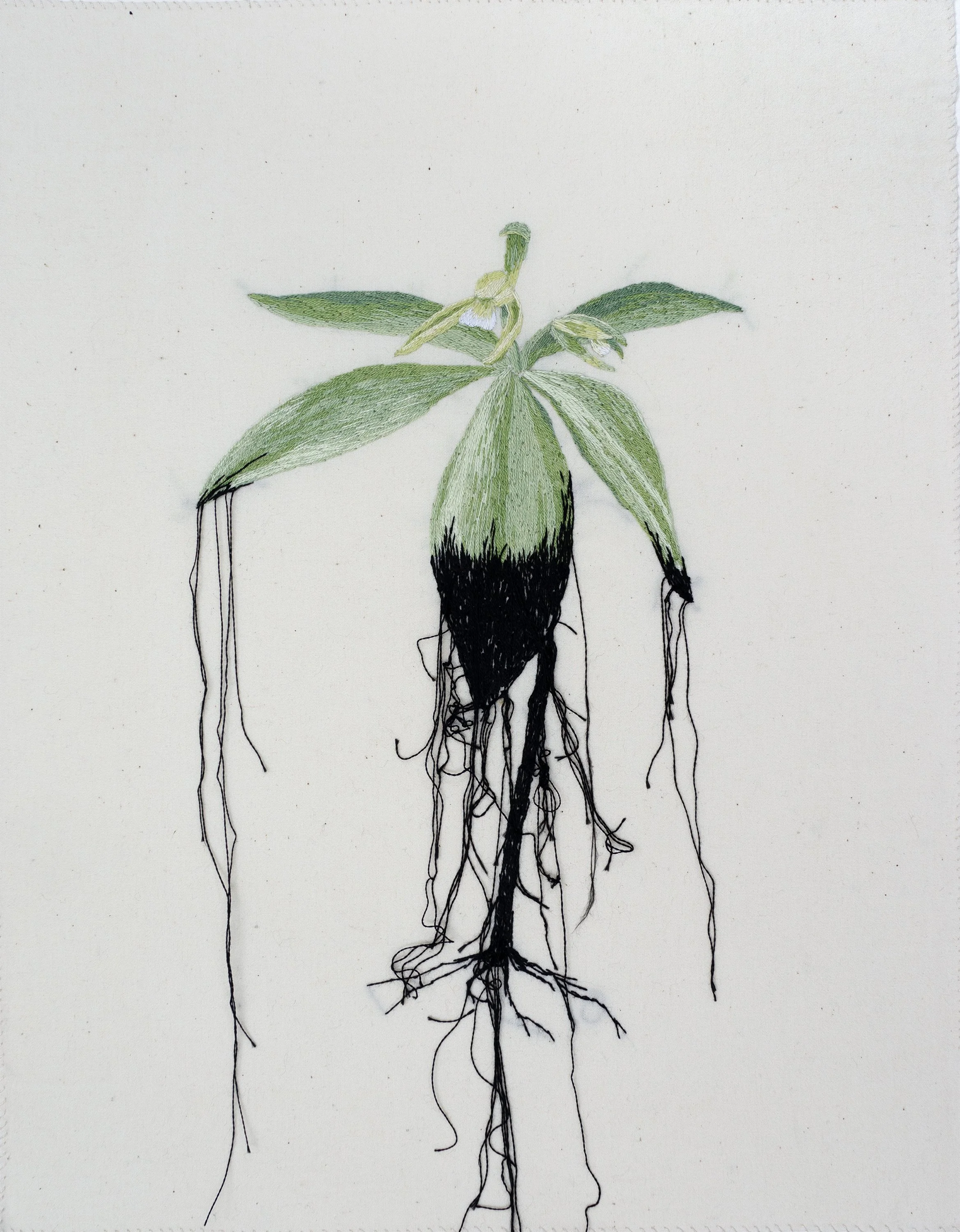 26.Small_Whorled_Pogonia.jpg