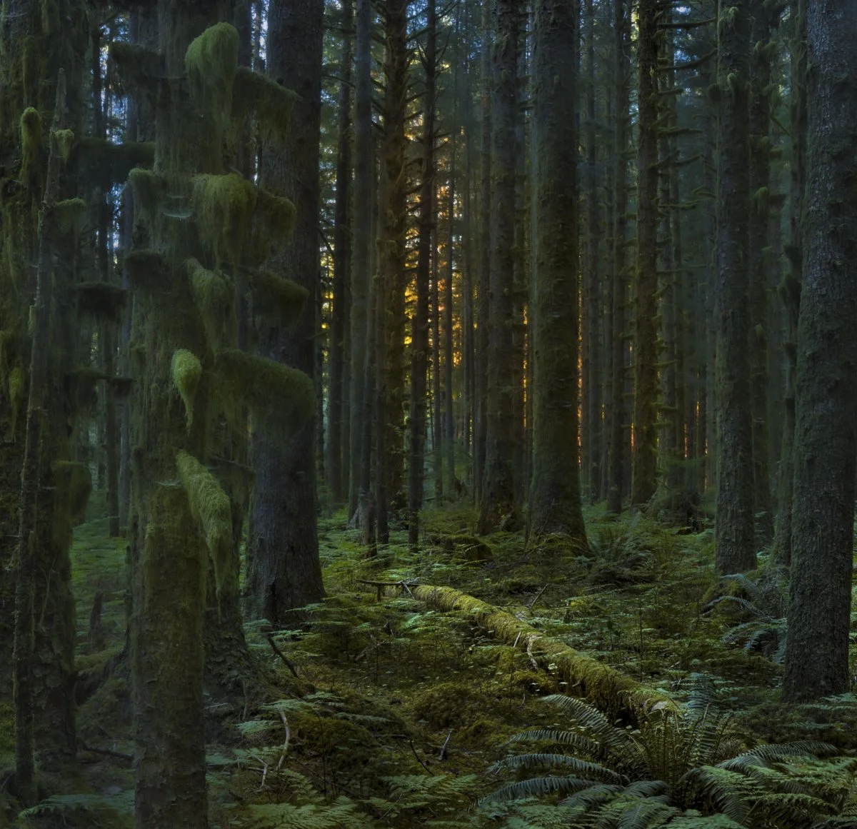 Deep Forest 10-4.jpg