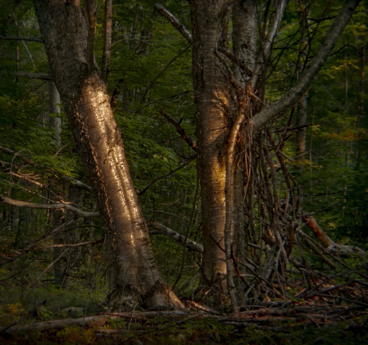 Deep Forest Holga 10-6.jpg