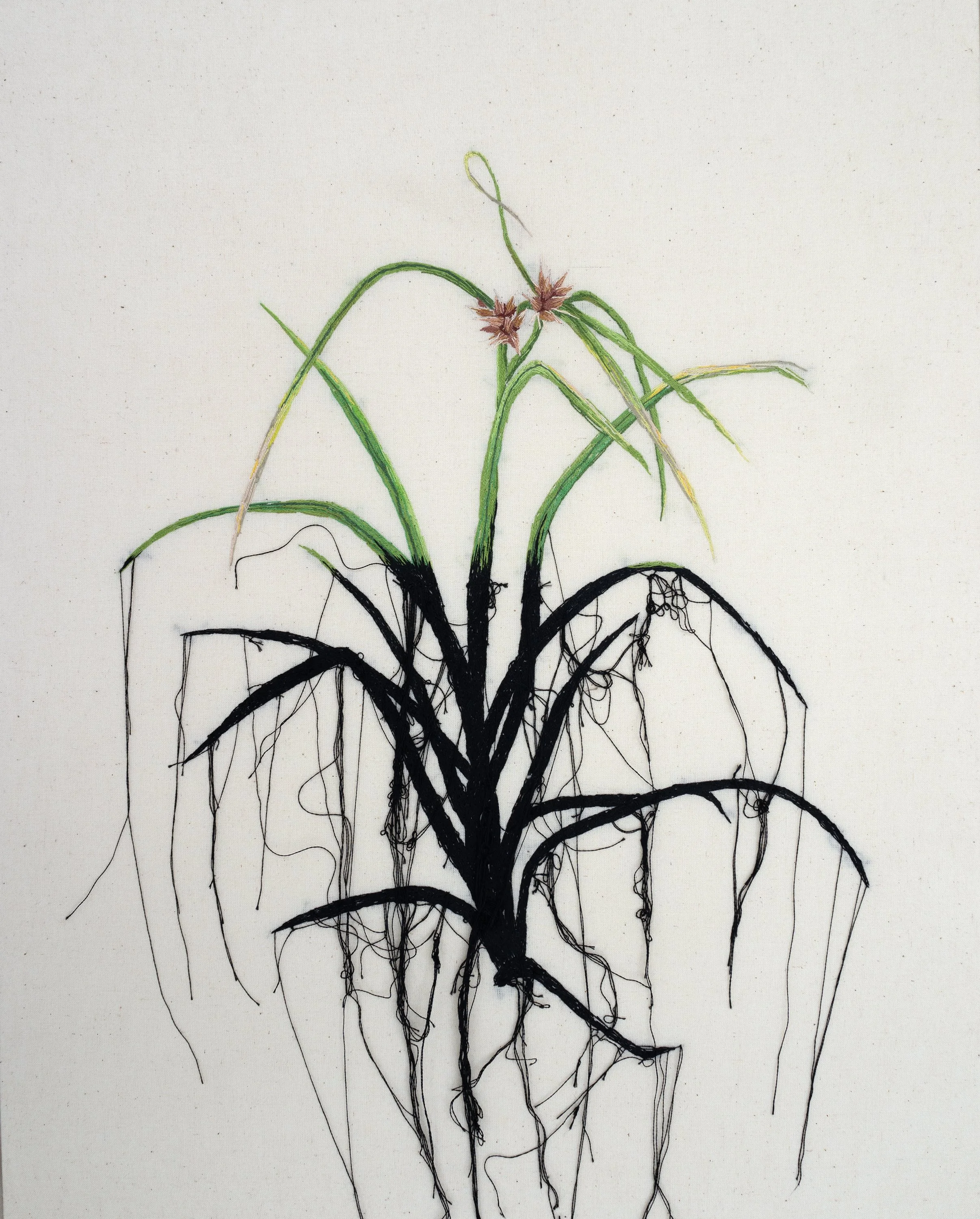 25.False_Hopps_Sedge.jpg