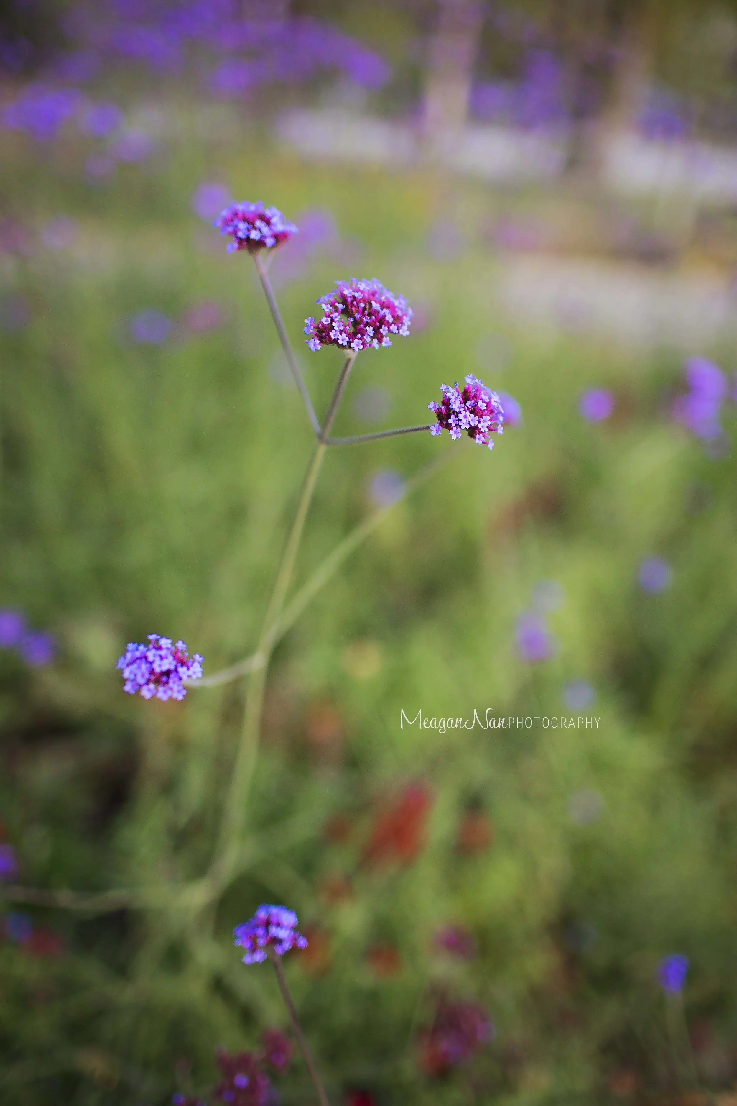 IMG_1368l.jpg