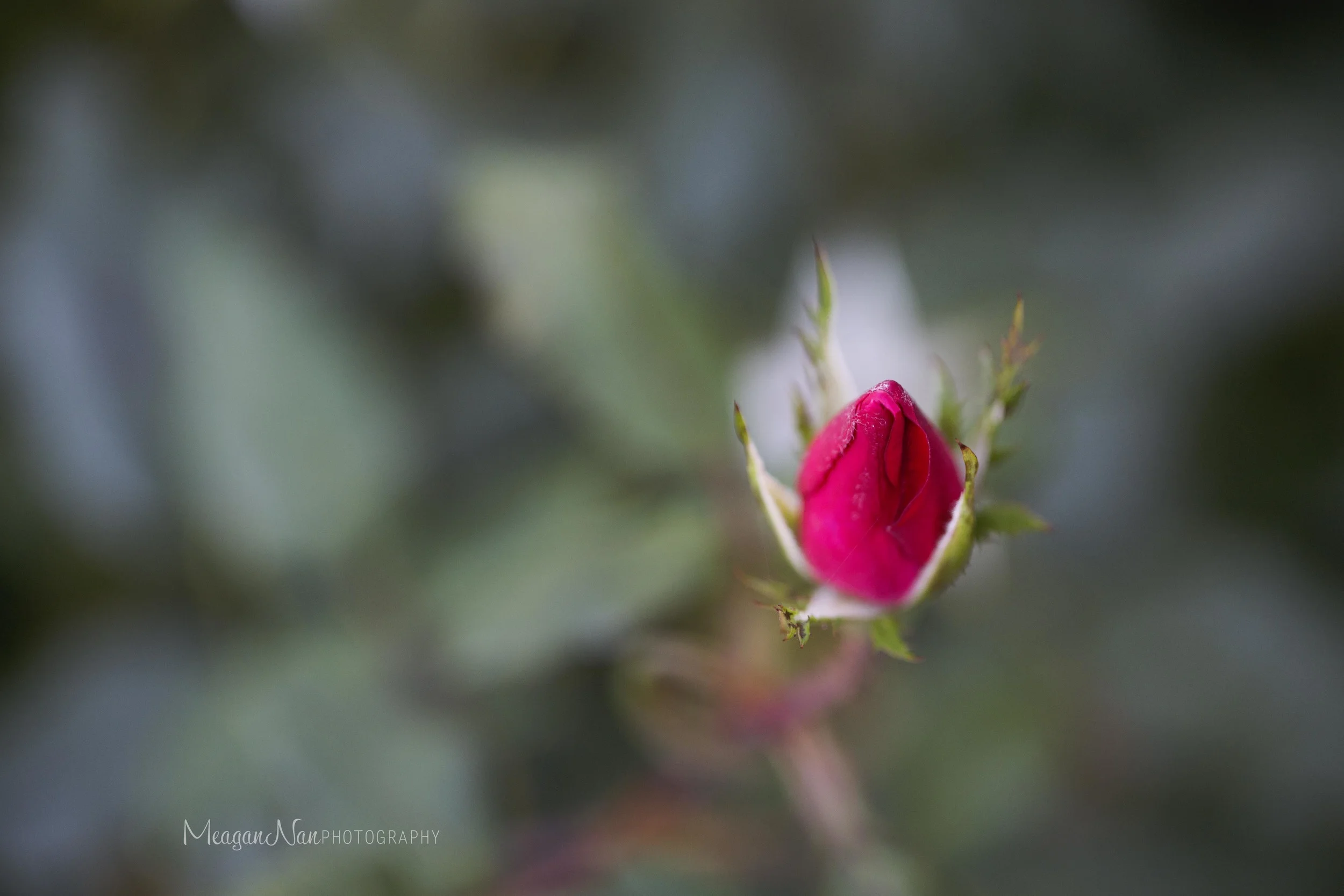 IMG_5972L.jpg