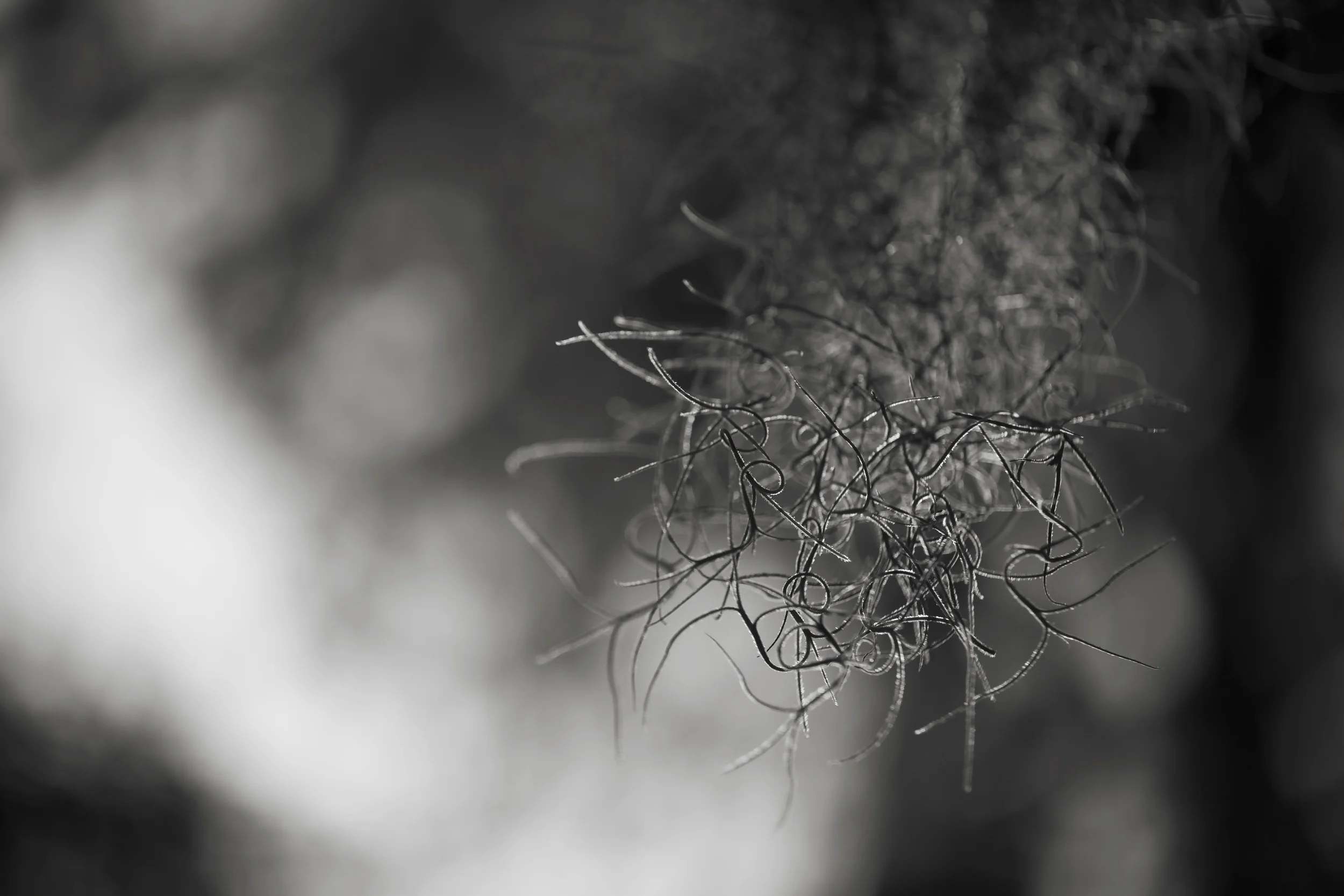 IMG_6206bw.jpg