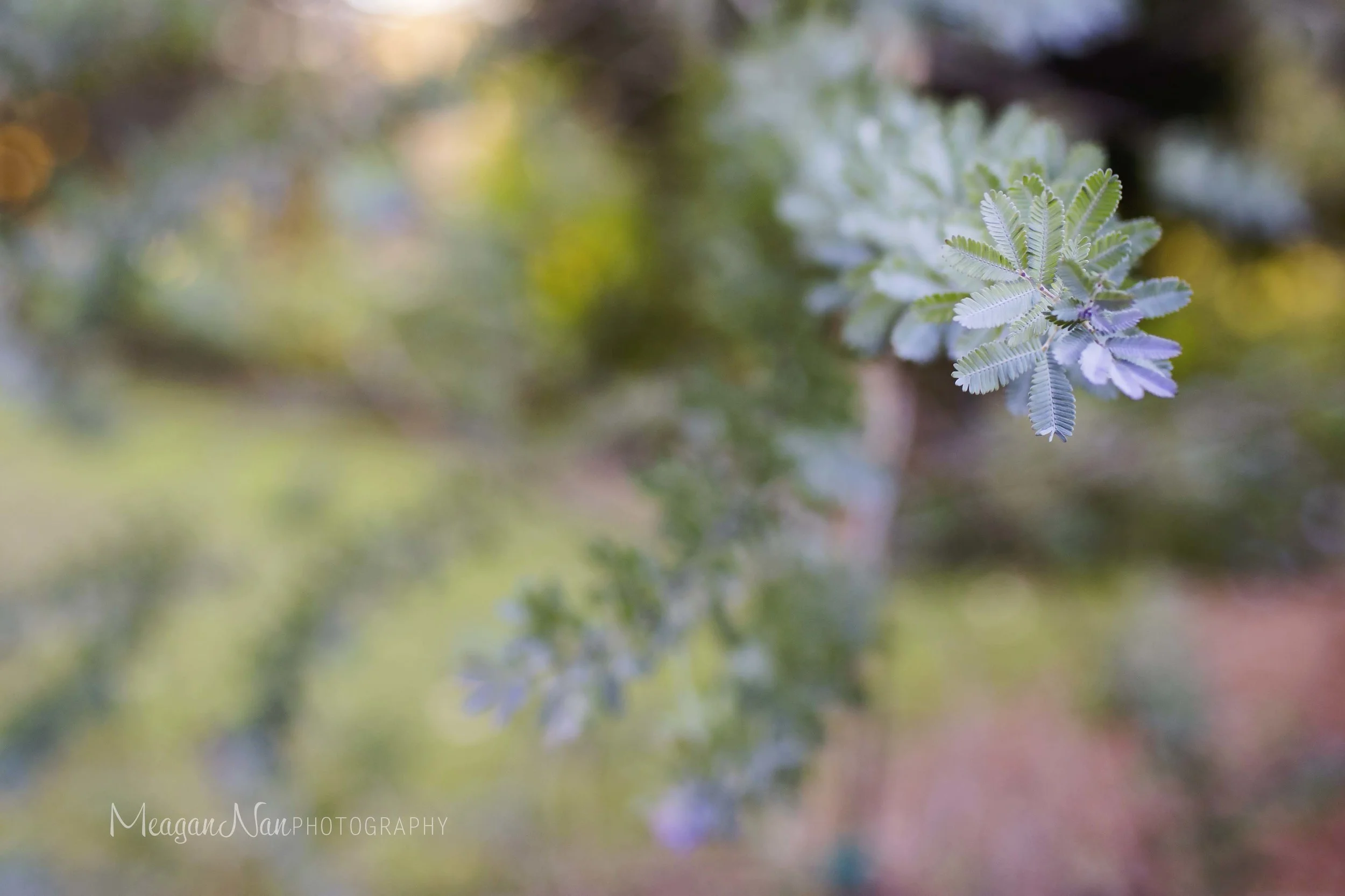 IMG_5954l.jpg