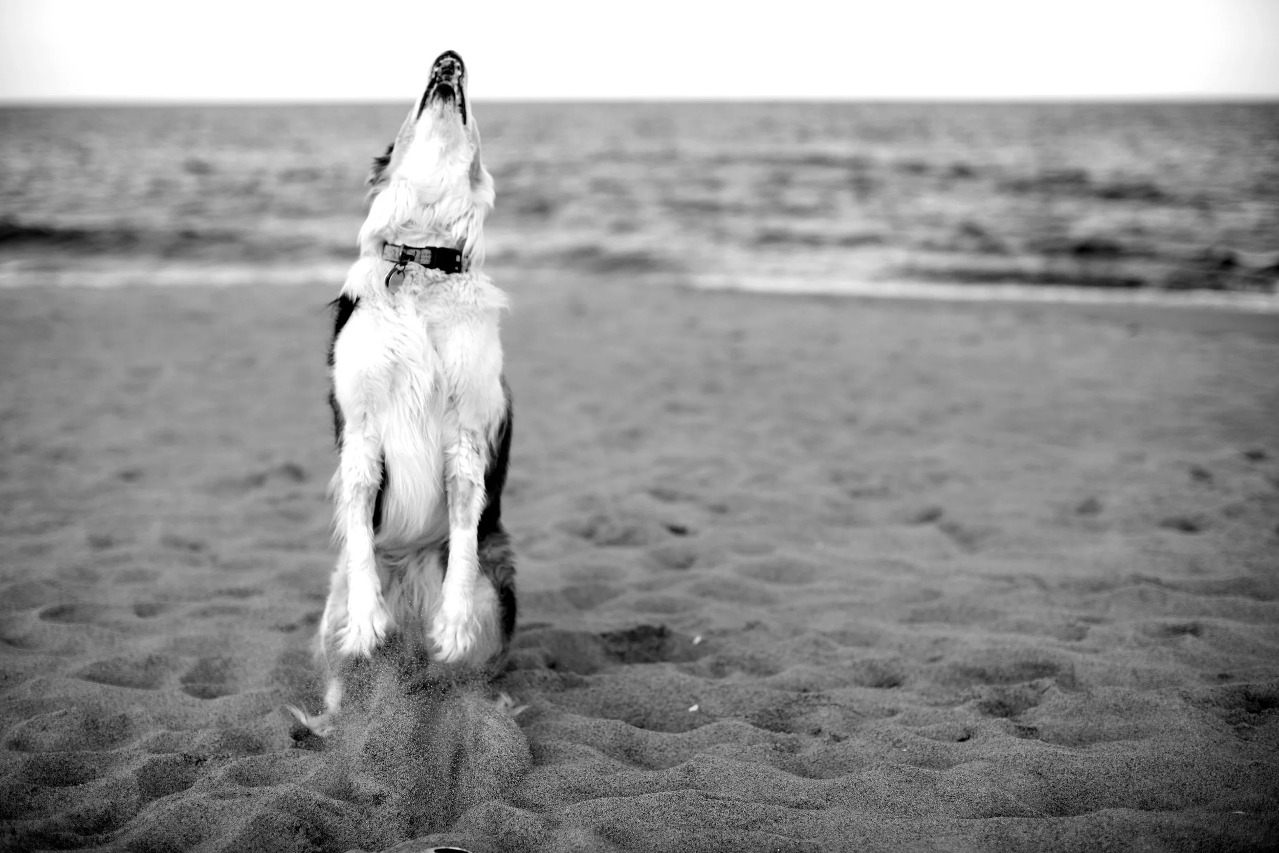 IMG_9549bwsm.jpg