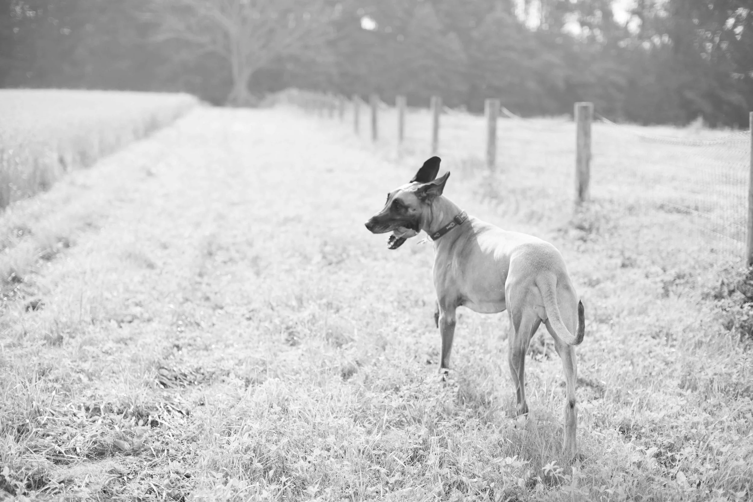 IMG_9630bw2sm.jpg