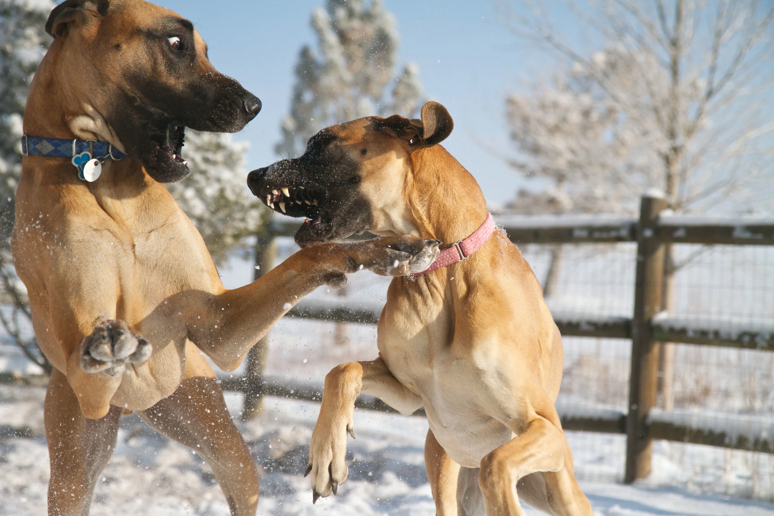 Finally Some Good Snow :)