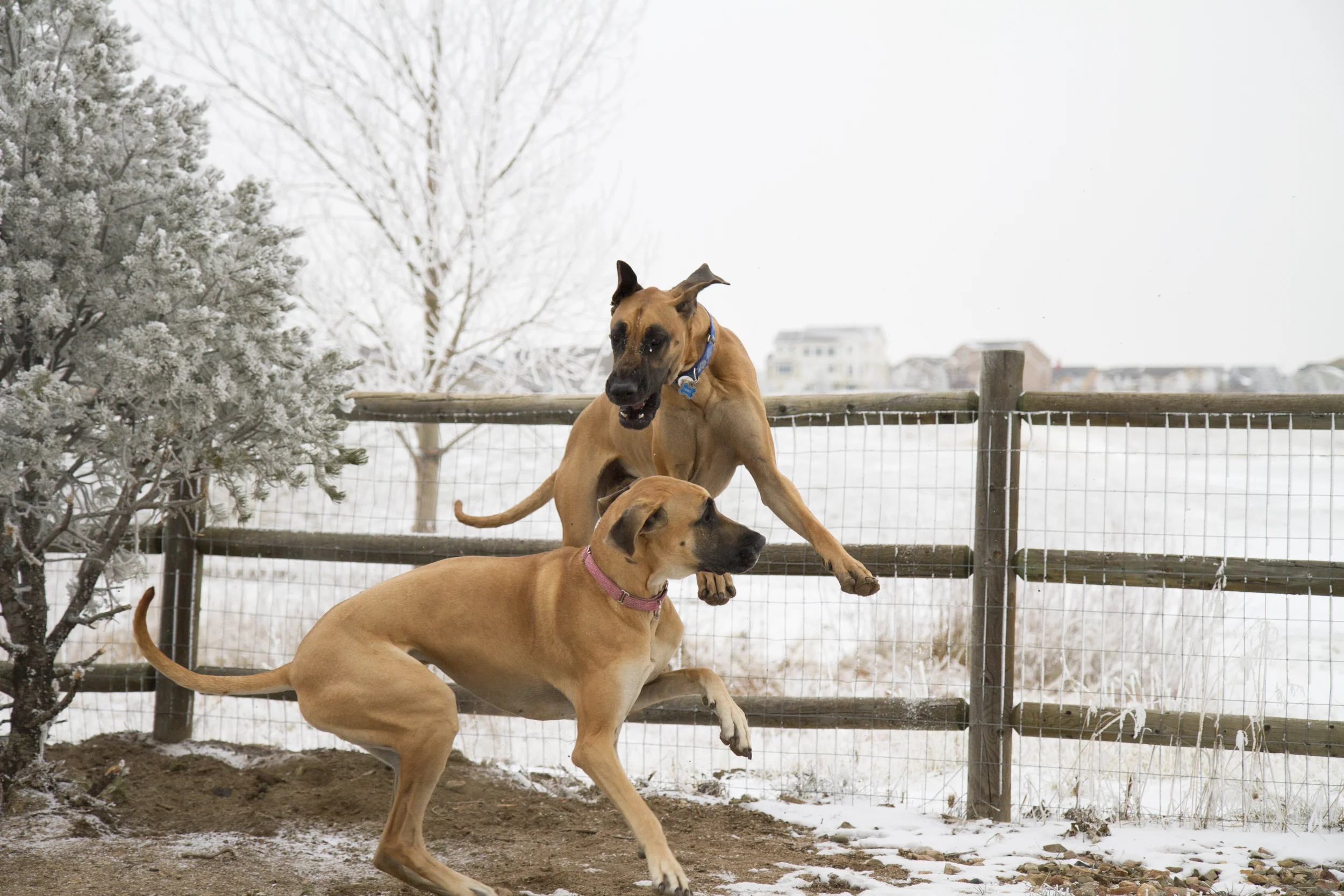 Our Babies, Great Danes ;), Playing in the Snow