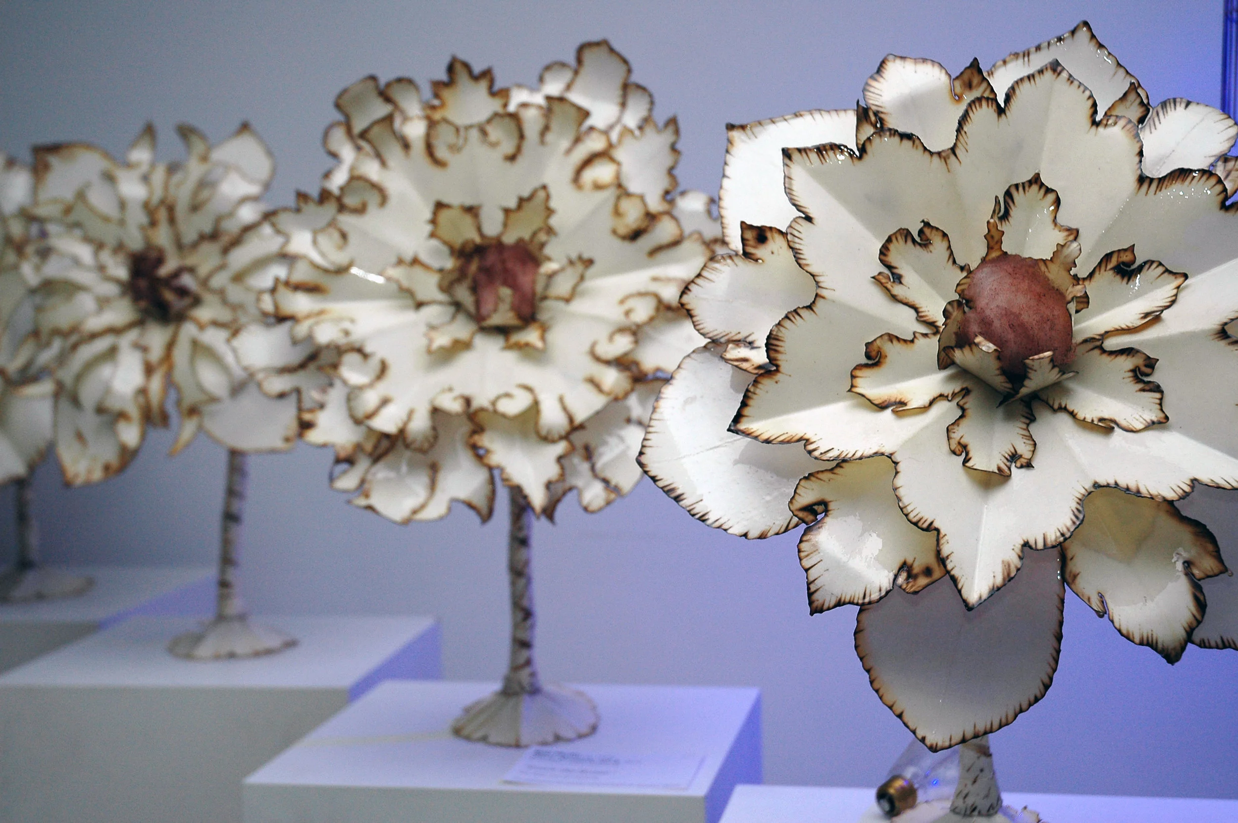 Flora Sensoria for Mysterium Novum