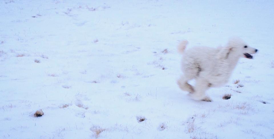 Clover Snow.jpg