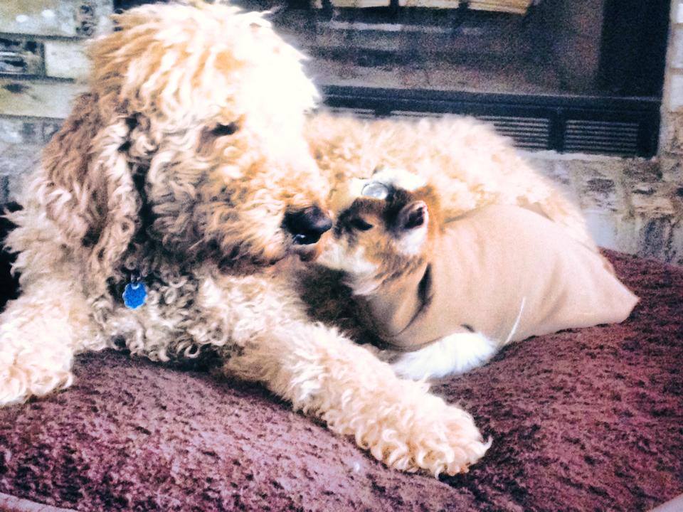 Dharma & Pancake.jpg