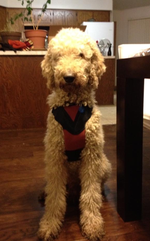 Pancake vest.jpg