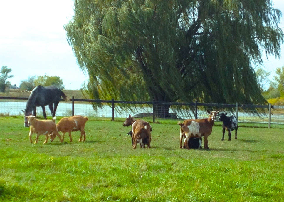 pasture.jpg