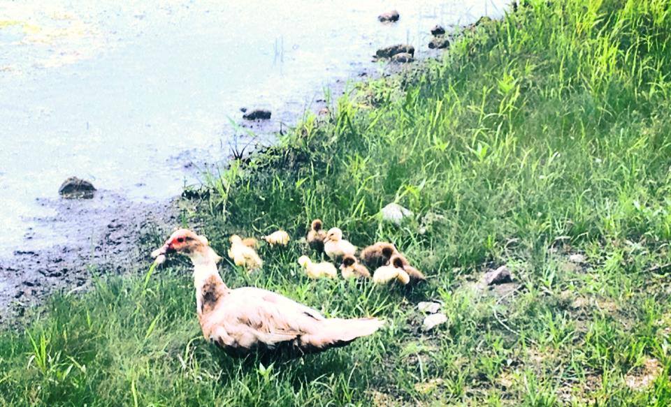 ducklings by lake.jpg