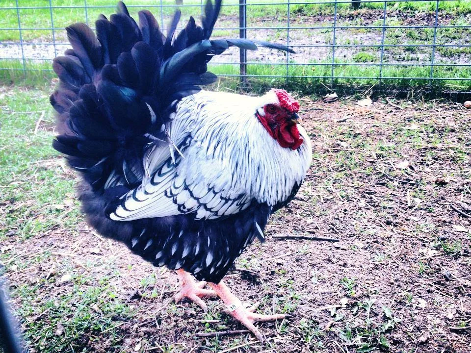 rooster.jpg