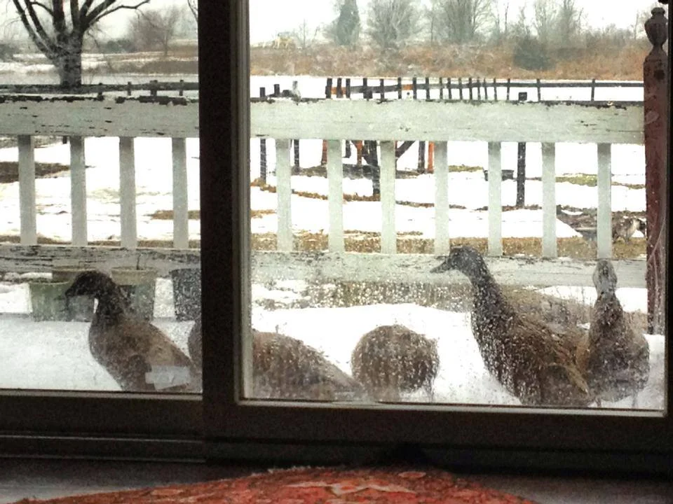 Duck by dock.jpg