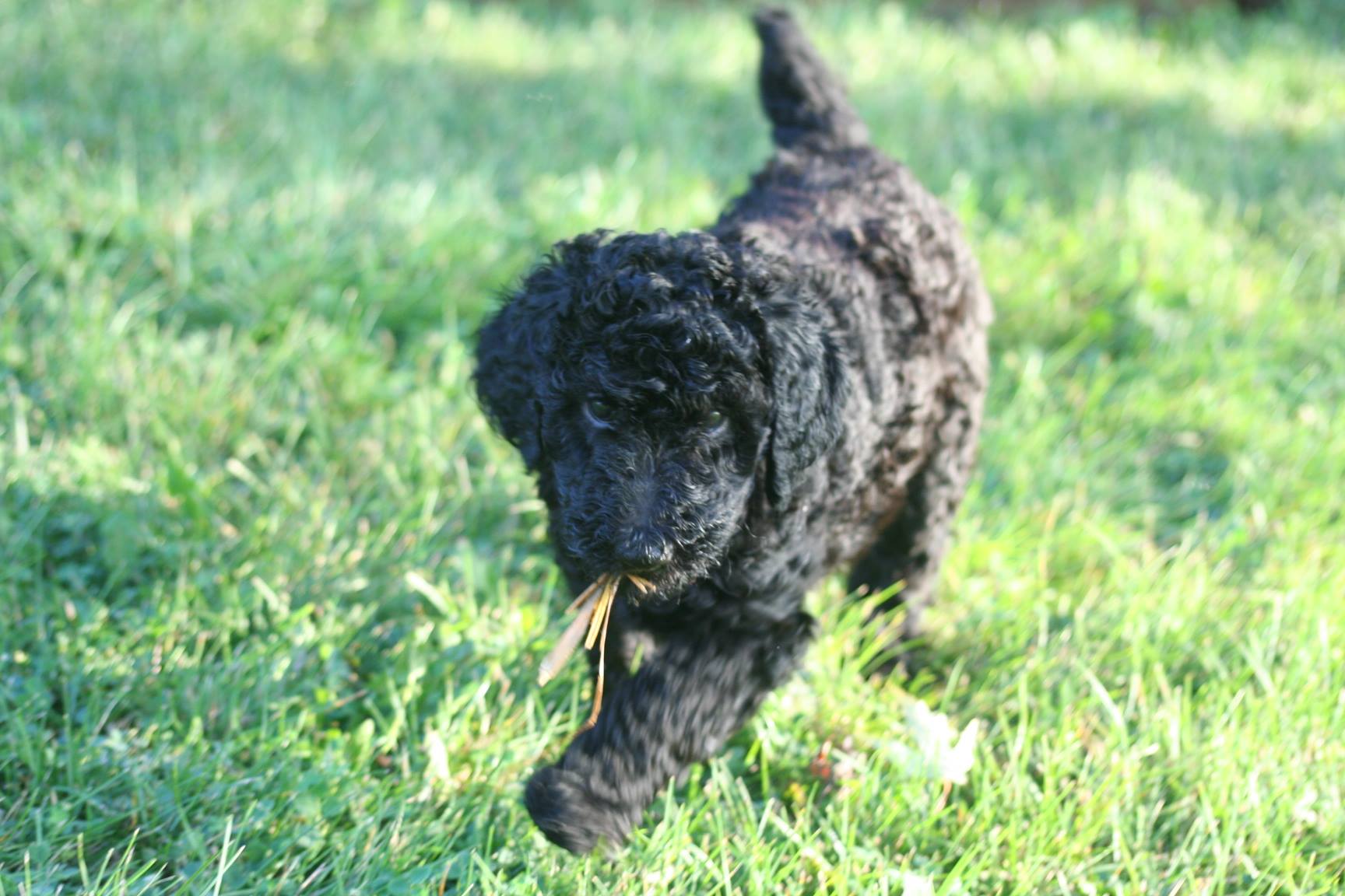 black girl grass.jpg