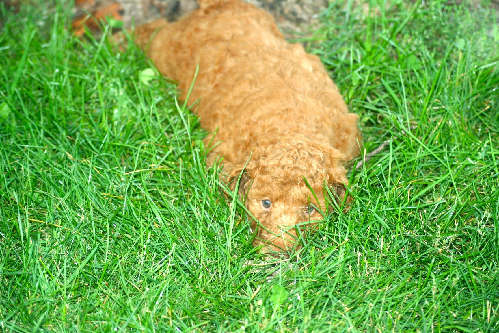 hiding grass cooper.jpg